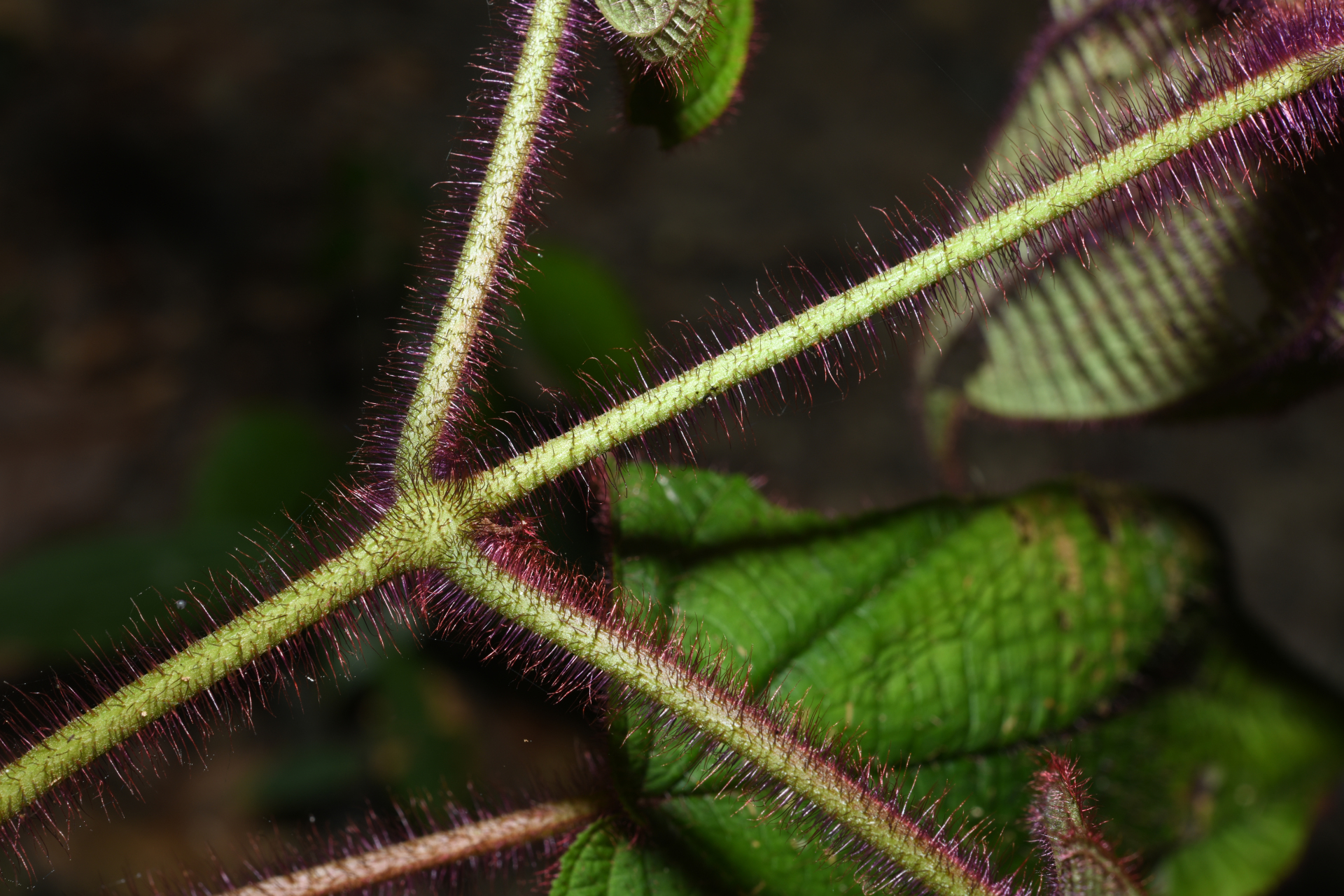 Miconia saulensis (Wurdack) Michelang. - Photo Bivouac Naturaliste