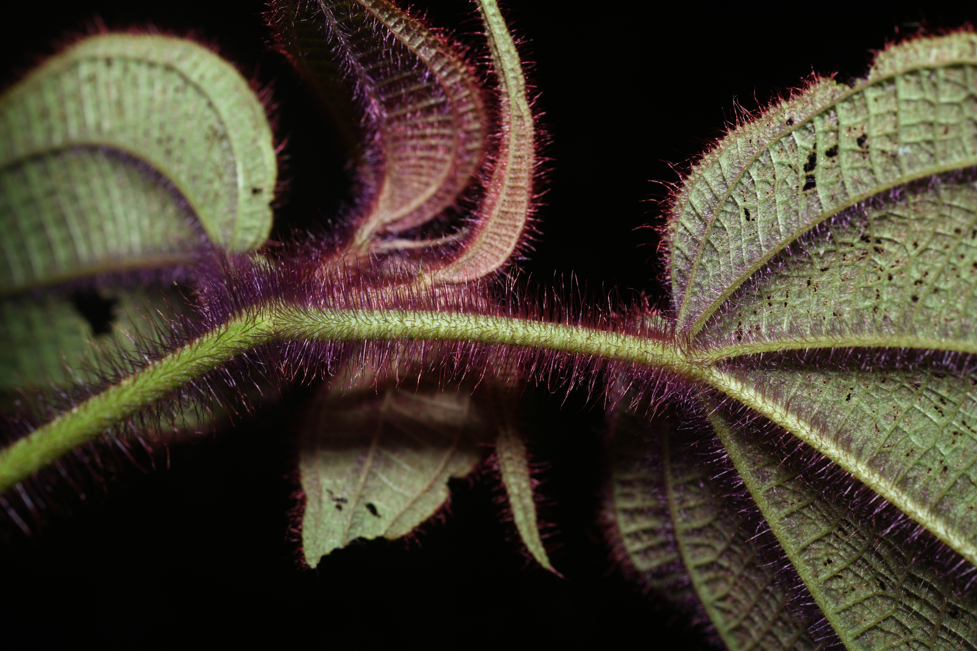 Miconia saulensis (Wurdack) Michelang. - Photo Bivouac Naturaliste