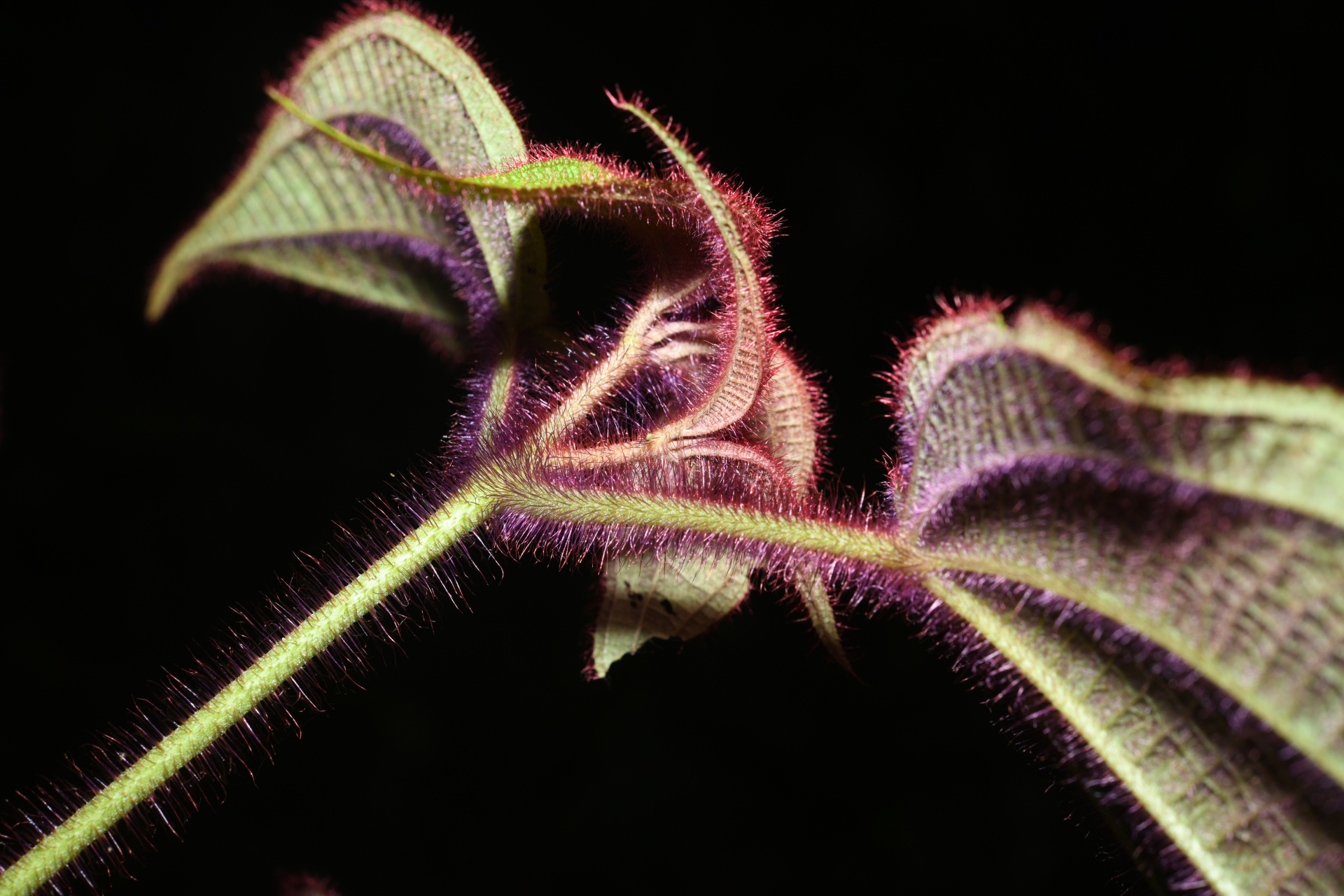 Miconia saulensis (Wurdack) Michelang. - Photo Bivouac Naturaliste