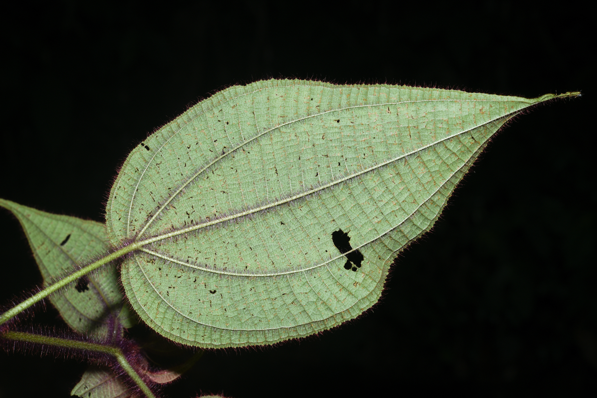Miconia saulensis (Wurdack) Michelang. - Photo Bivouac Naturaliste
