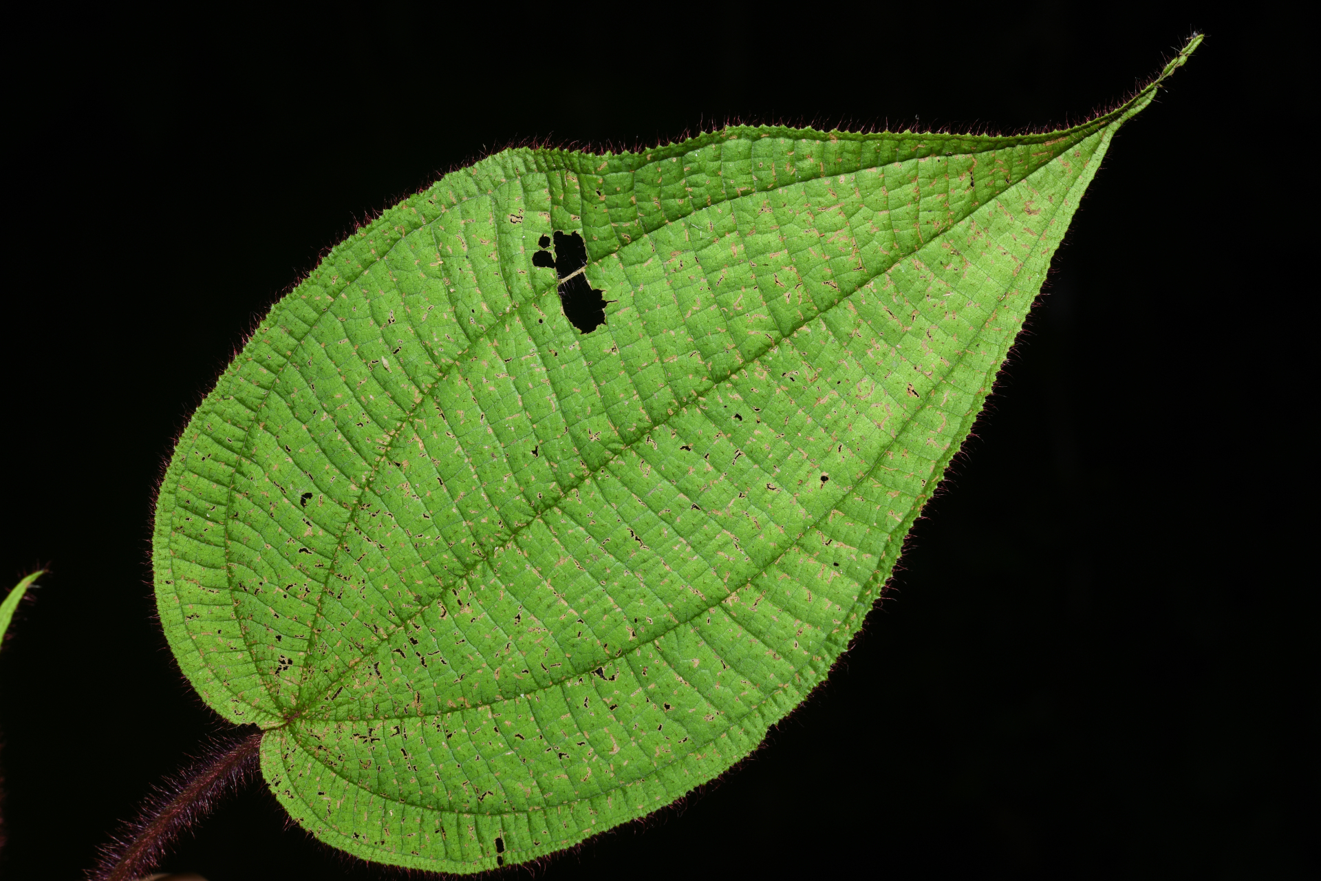Miconia saulensis (Wurdack) Michelang. - Photo Bivouac Naturaliste