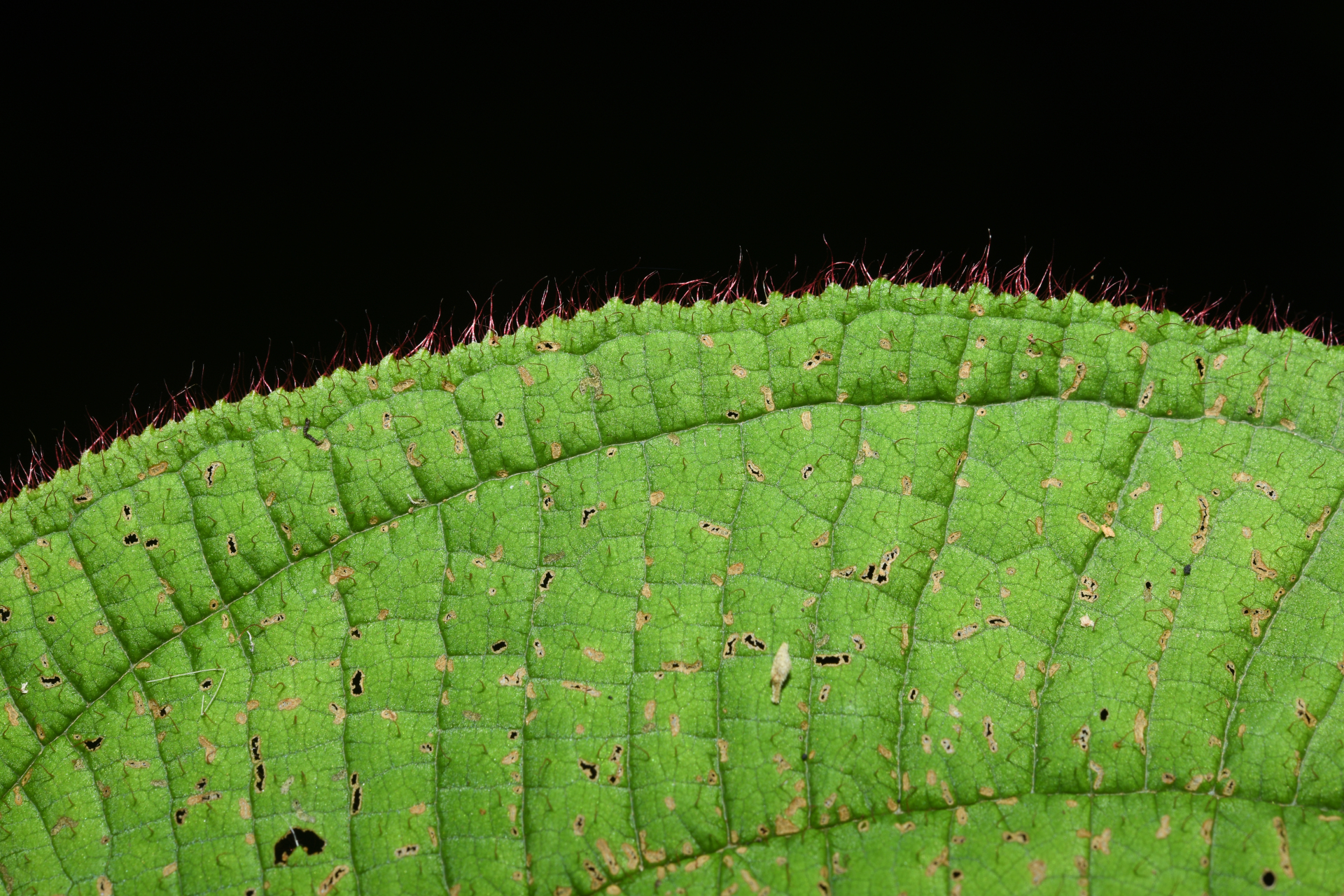 Miconia saulensis (Wurdack) Michelang. - Photo Bivouac Naturaliste