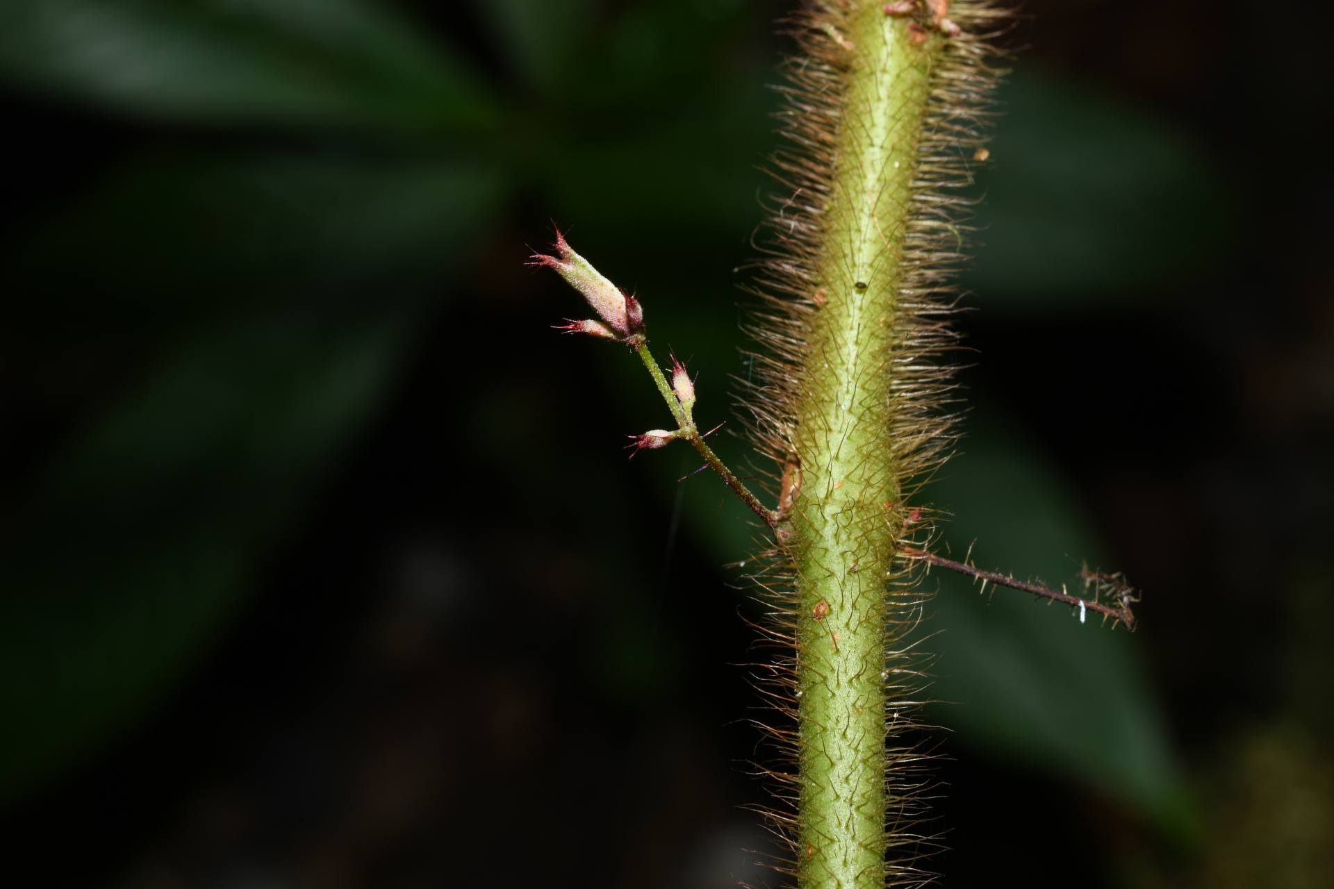 Miconia saulensis (Wurdack) Michelang. - Photo Bivouac Naturaliste