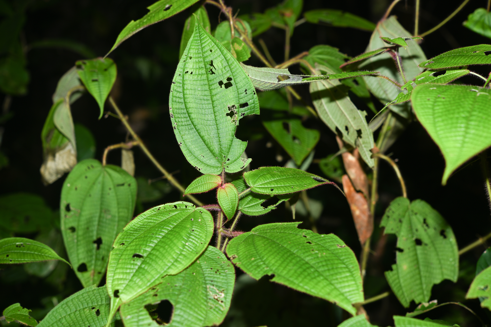 Miconia saulensis (Wurdack) Michelang. - Photo Bivouac Naturaliste