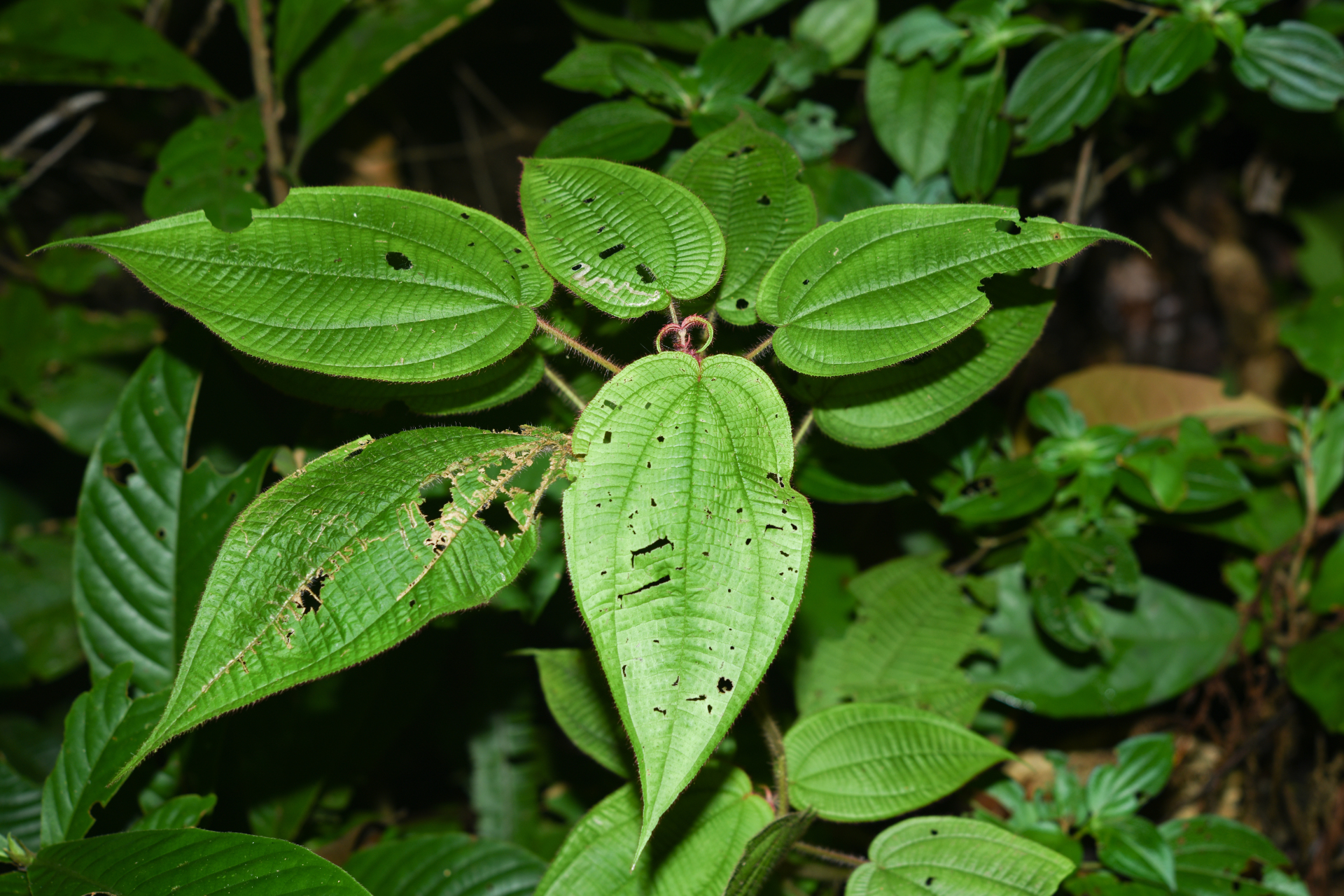 Miconia saulensis (Wurdack) Michelang. - Photo Bivouac Naturaliste