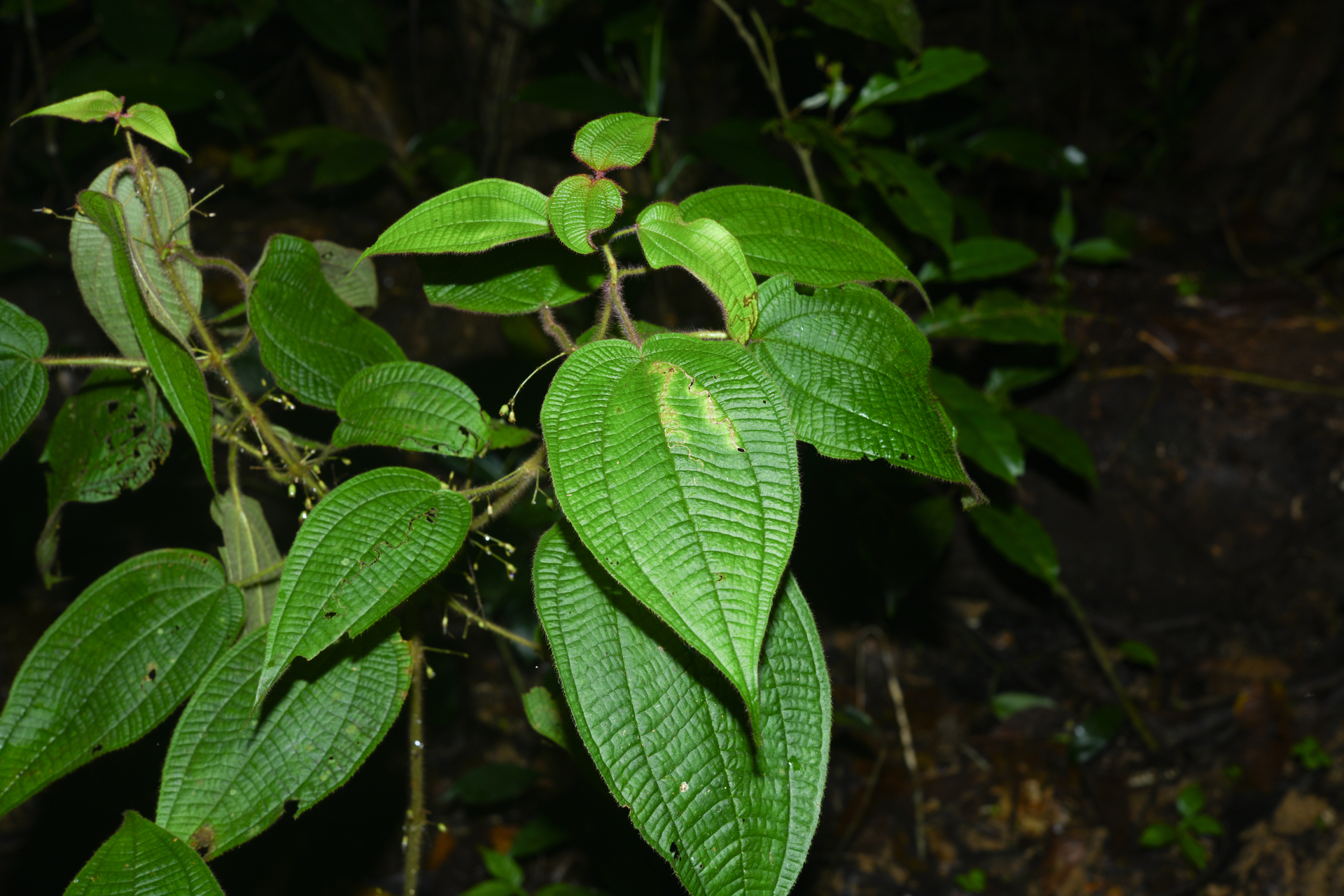 Miconia saulensis (Wurdack) Michelang. - Photo Bivouac Naturaliste