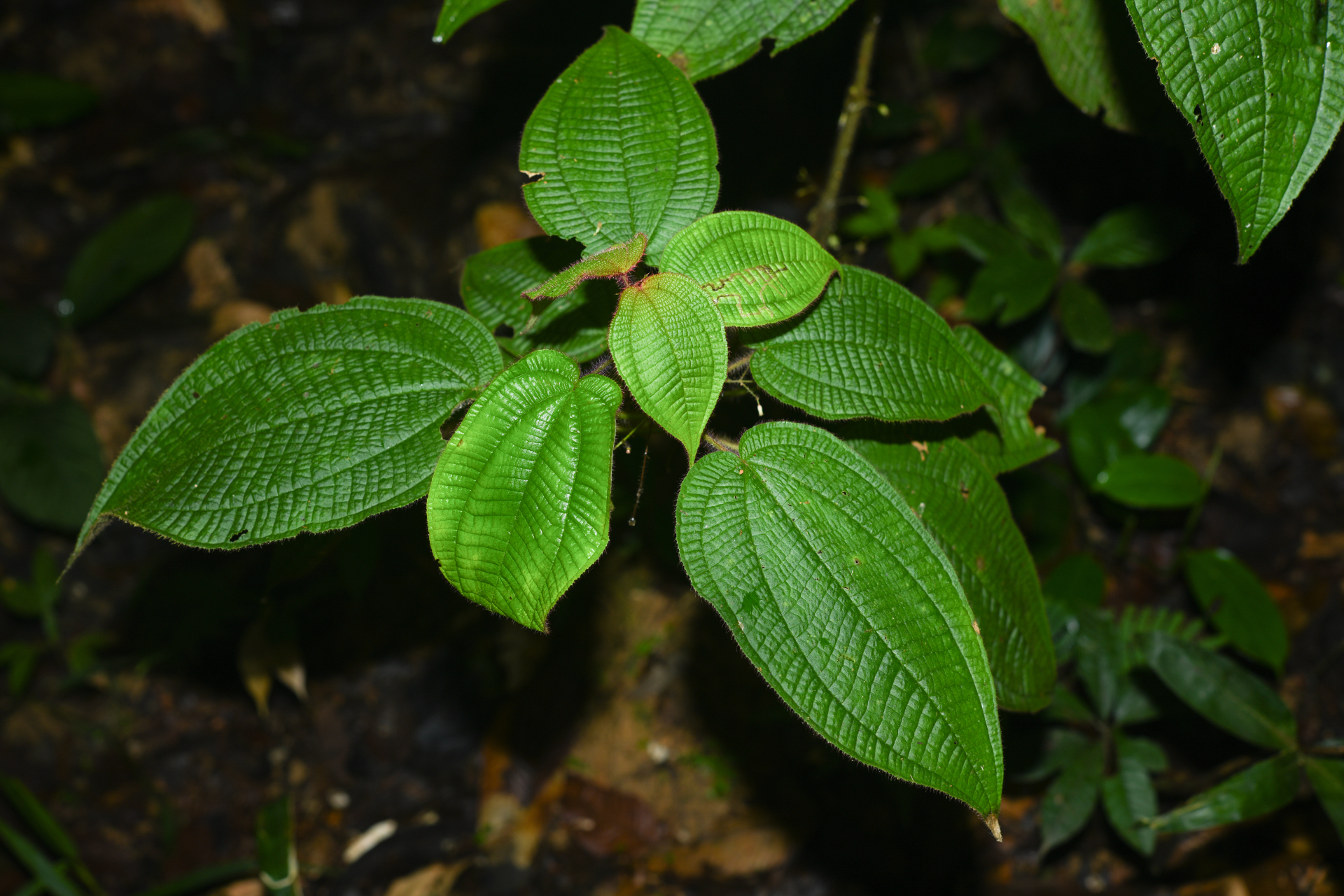 Miconia saulensis (Wurdack) Michelang. - Photo Bivouac Naturaliste