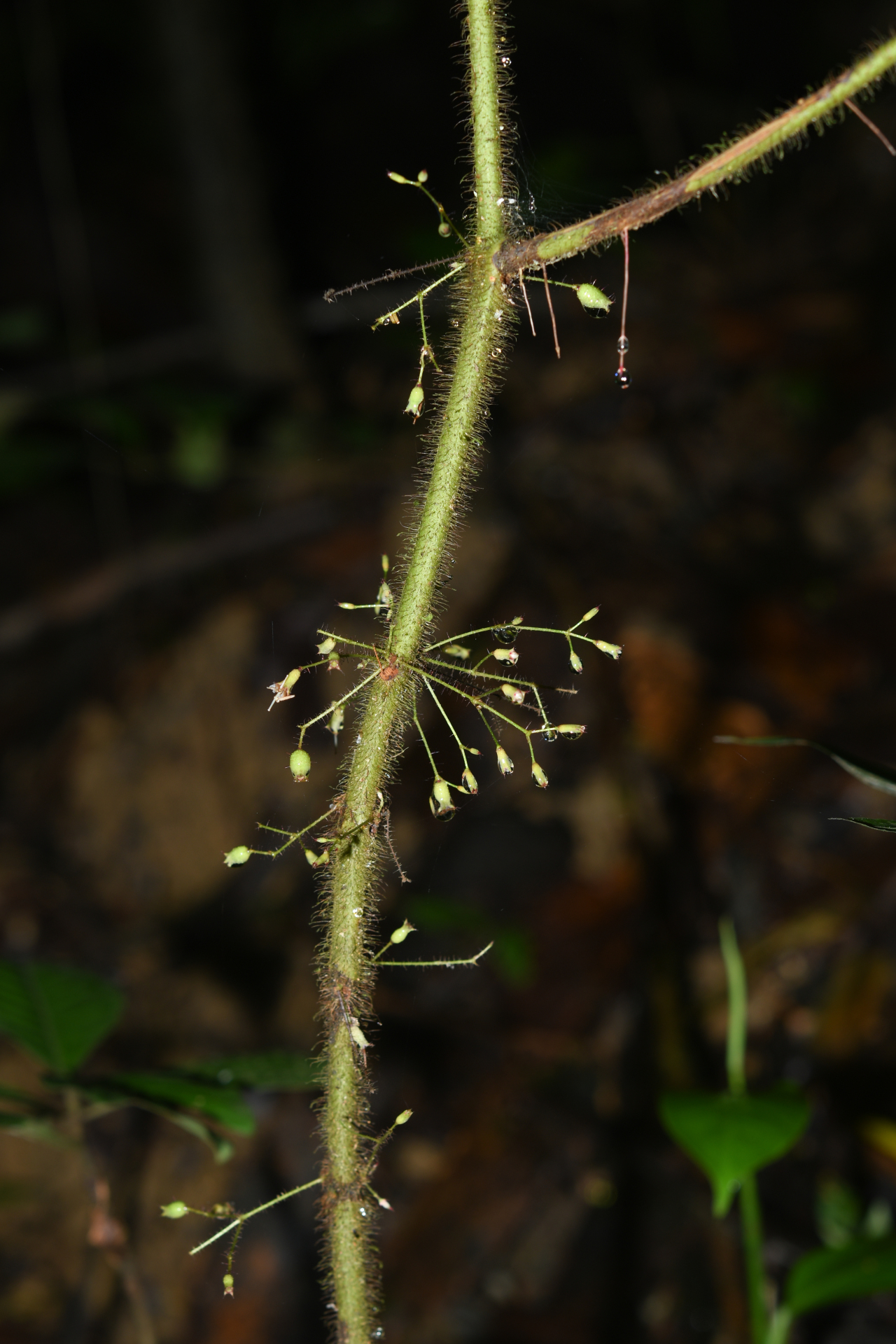 Miconia saulensis (Wurdack) Michelang. - Photo Bivouac Naturaliste