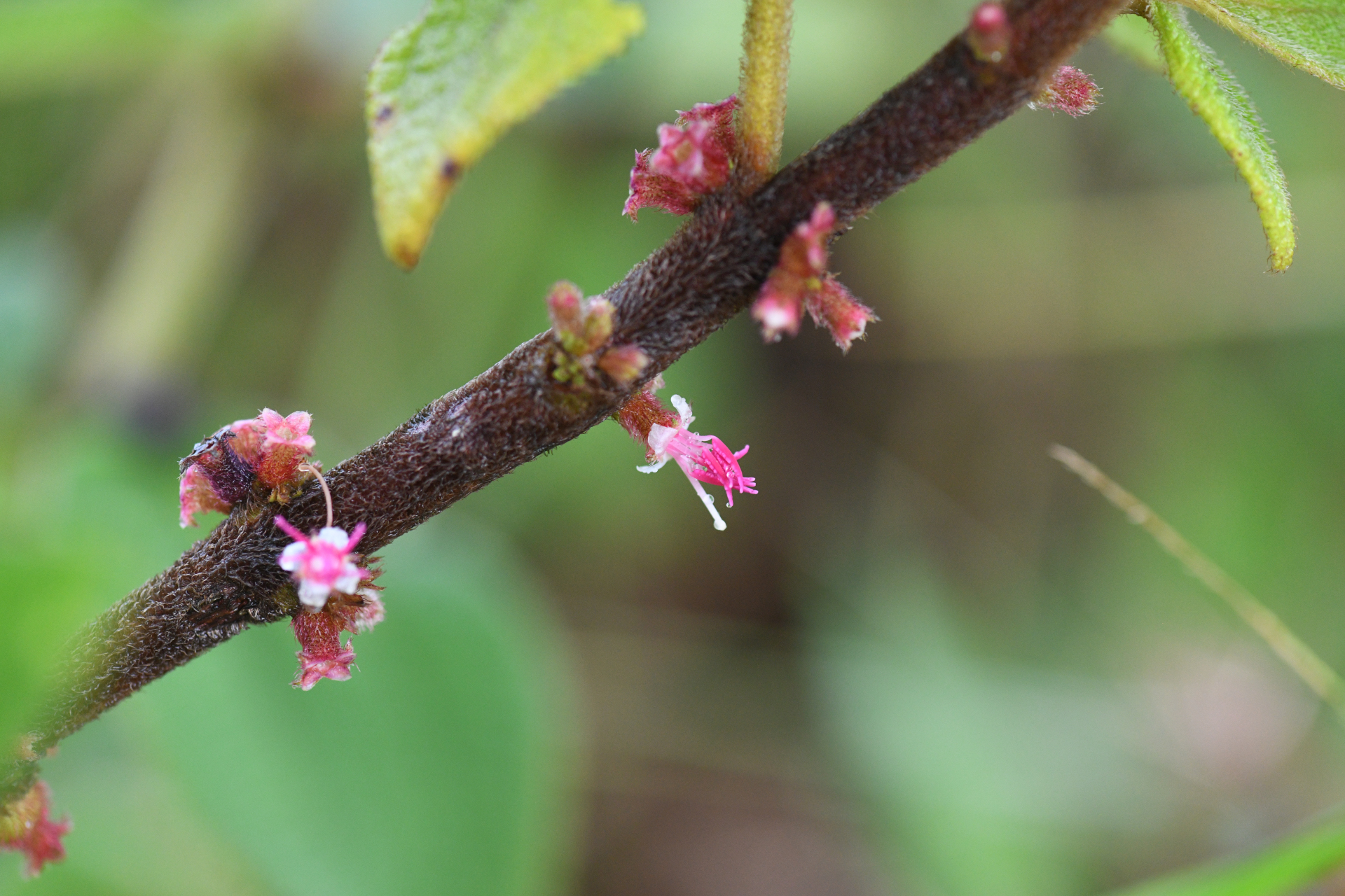 Miconia sericea (D.Don) Michelang. - Photo Bivouac Naturaliste