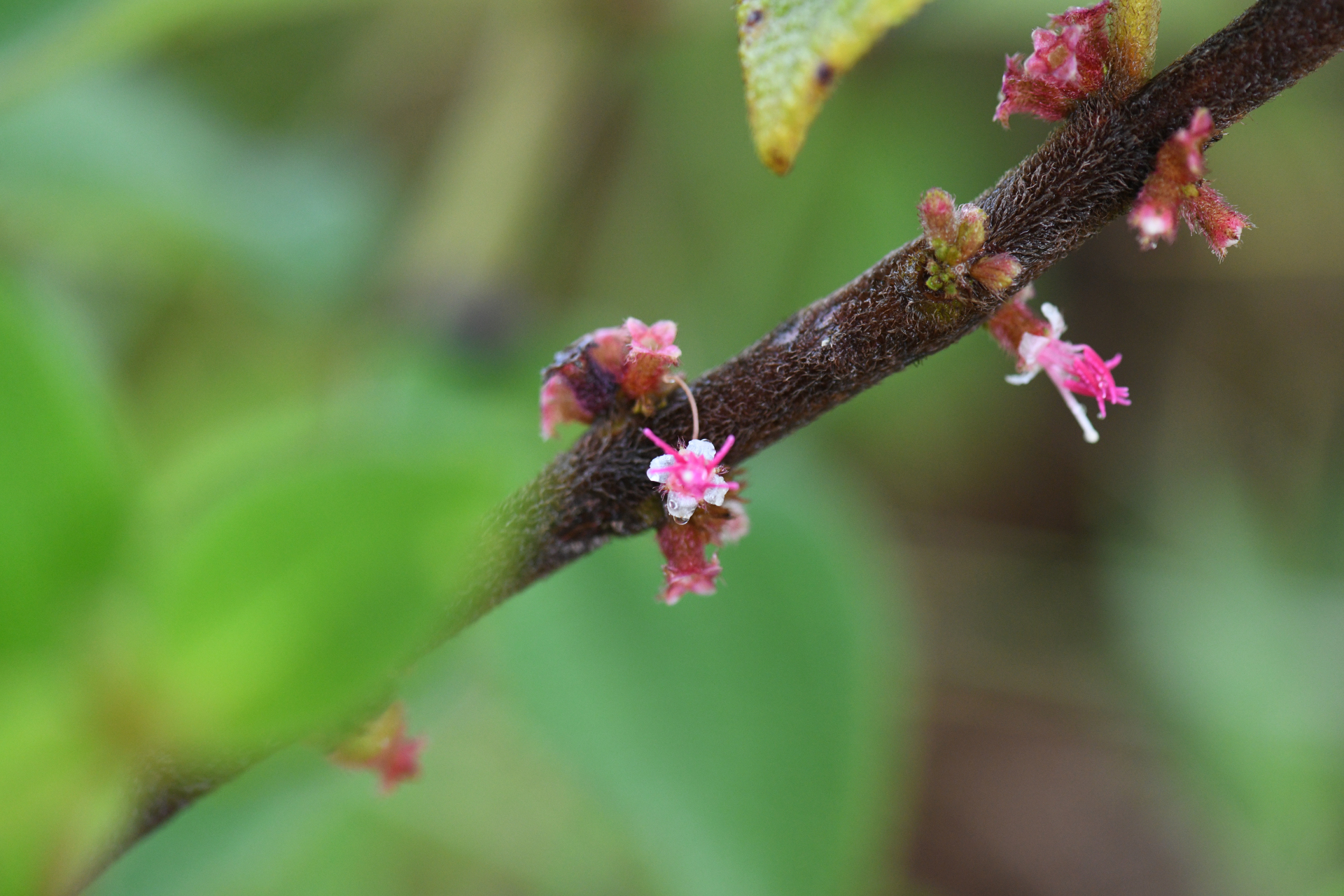 Miconia sericea (D.Don) Michelang. - Photo Bivouac Naturaliste