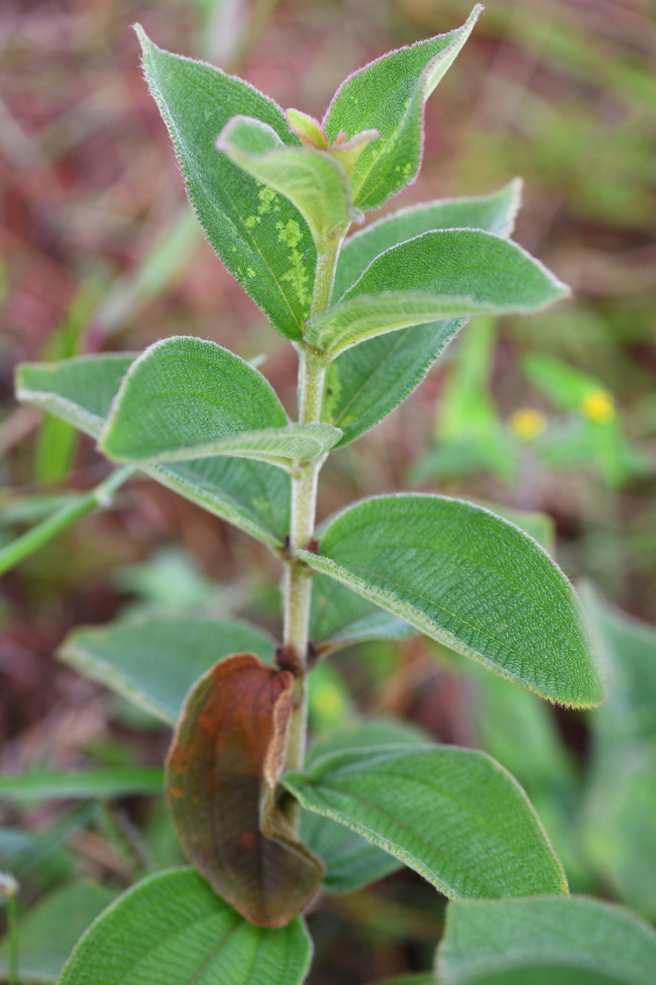 Miconia sericea (D.Don) Michelang. - Photo Bivouac Naturaliste