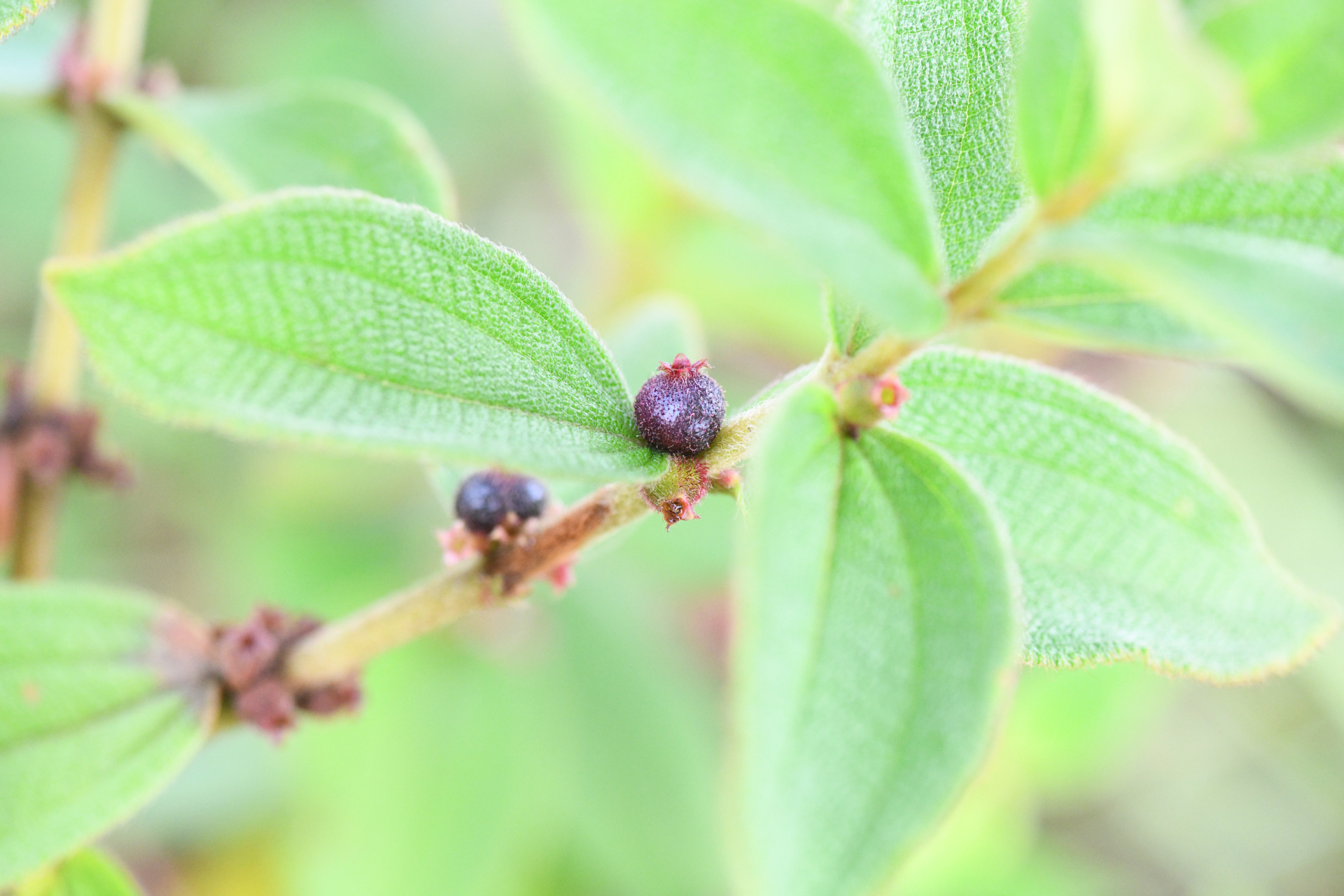 Miconia sericea (D.Don) Michelang. - Photo Bivouac Naturaliste