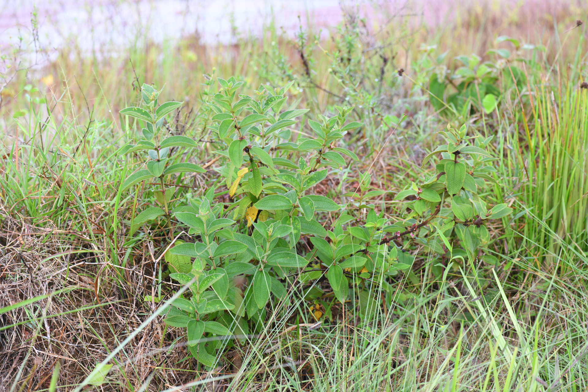 Miconia sericea (D.Don) Michelang. - Photo Bivouac Naturaliste