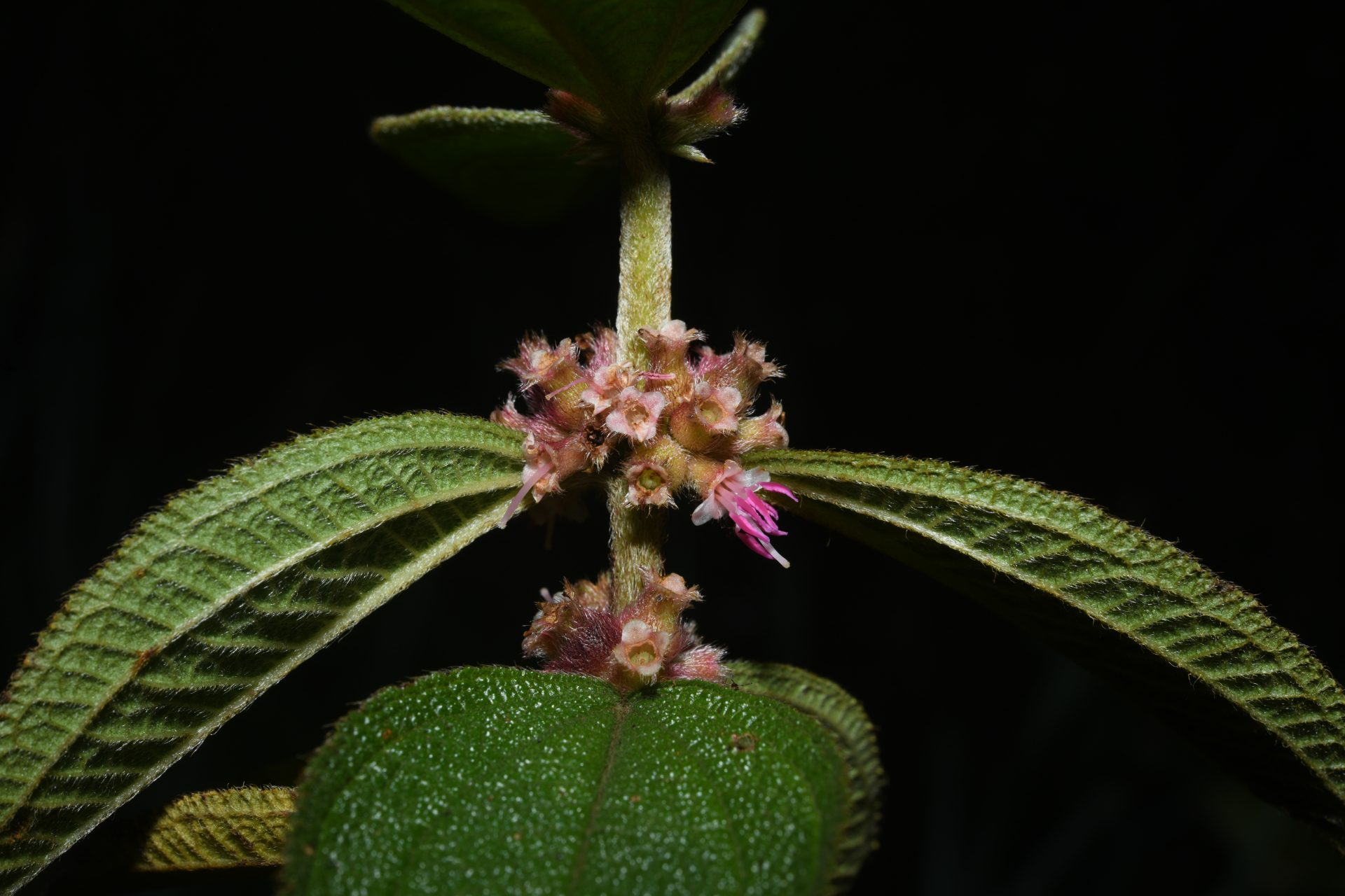 Miconia sericea (D.Don) Michelang. - Photo Bivouac Naturaliste