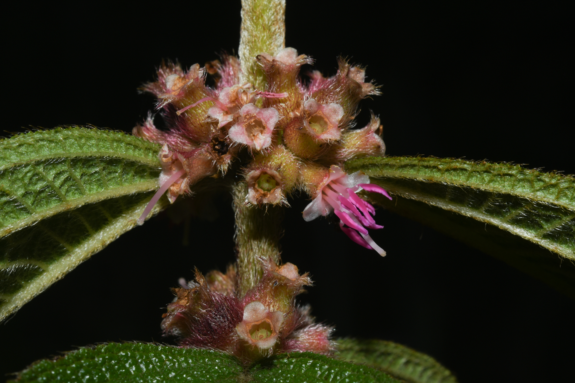 Miconia sericea (D.Don) Michelang. - Photo Bivouac Naturaliste