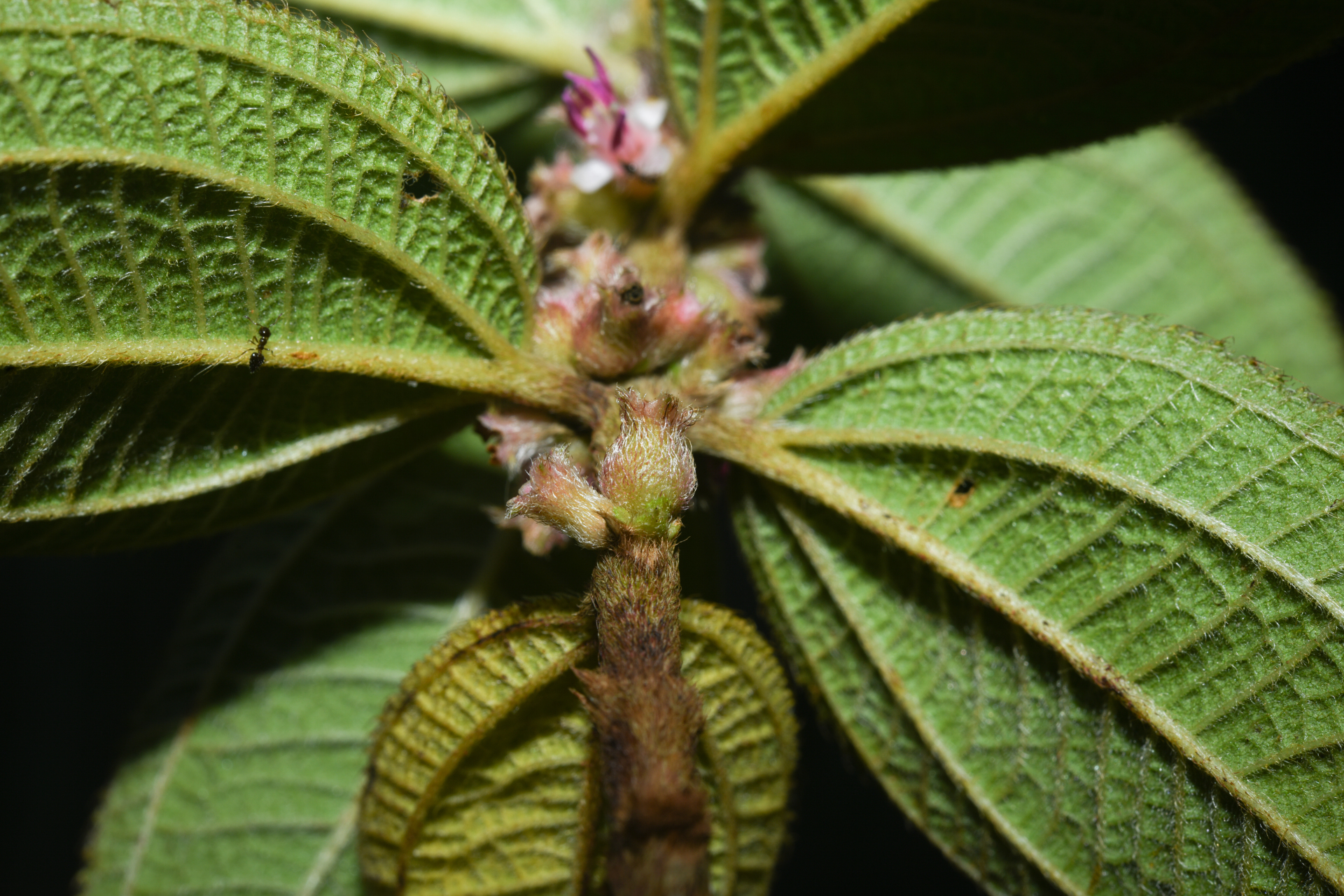 Miconia sericea (D.Don) Michelang. - Photo Bivouac Naturaliste