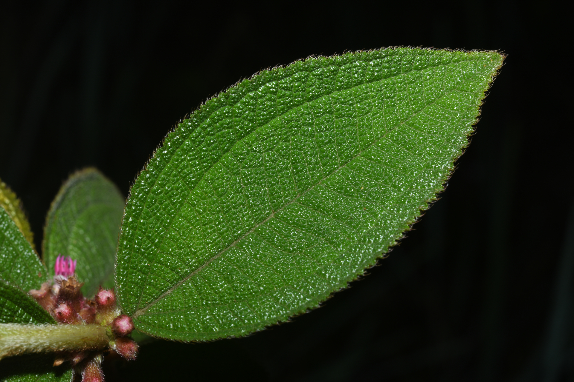 Miconia sericea (D.Don) Michelang. - Photo Bivouac Naturaliste