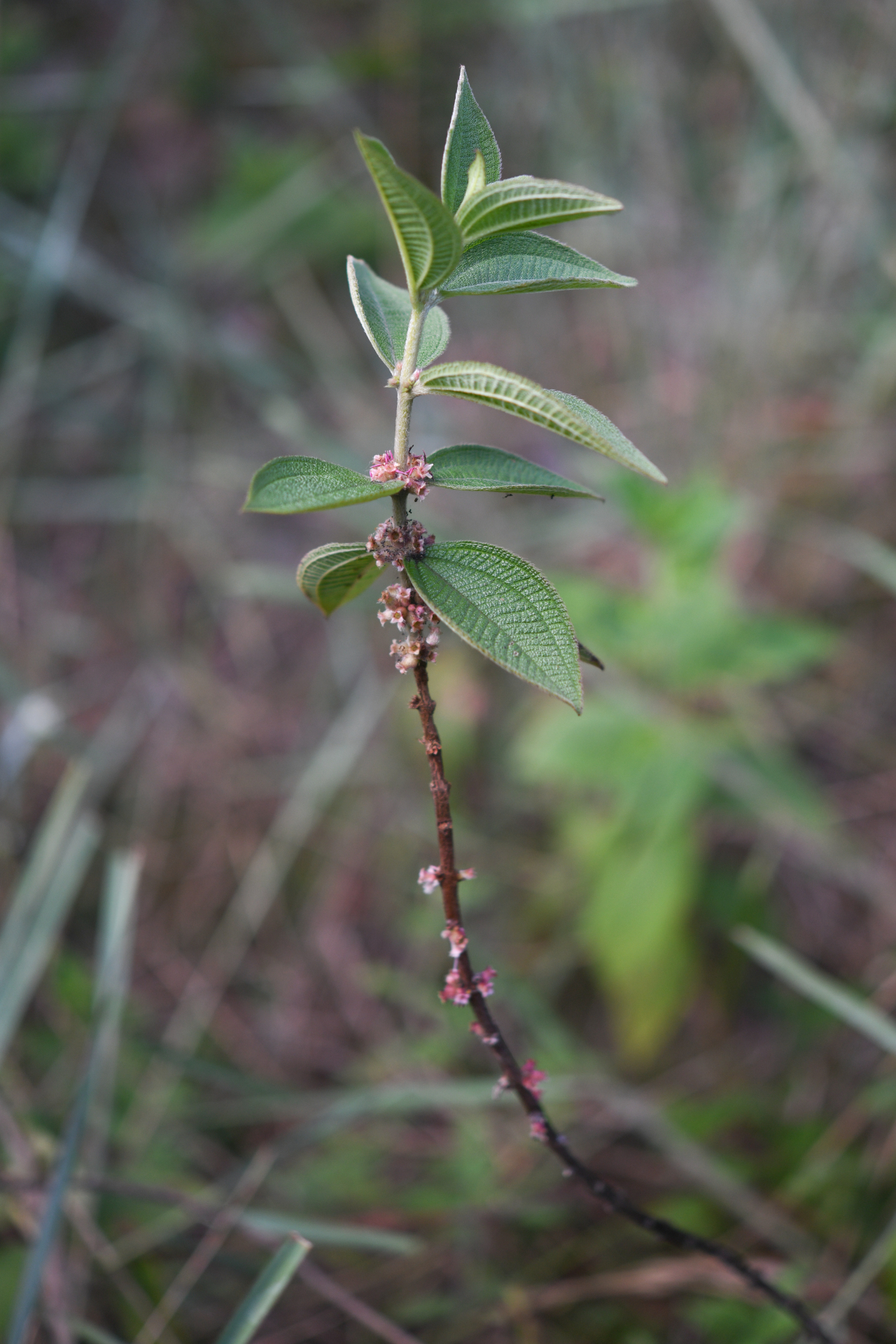 Miconia sericea (D.Don) Michelang. - Photo Bivouac Naturaliste