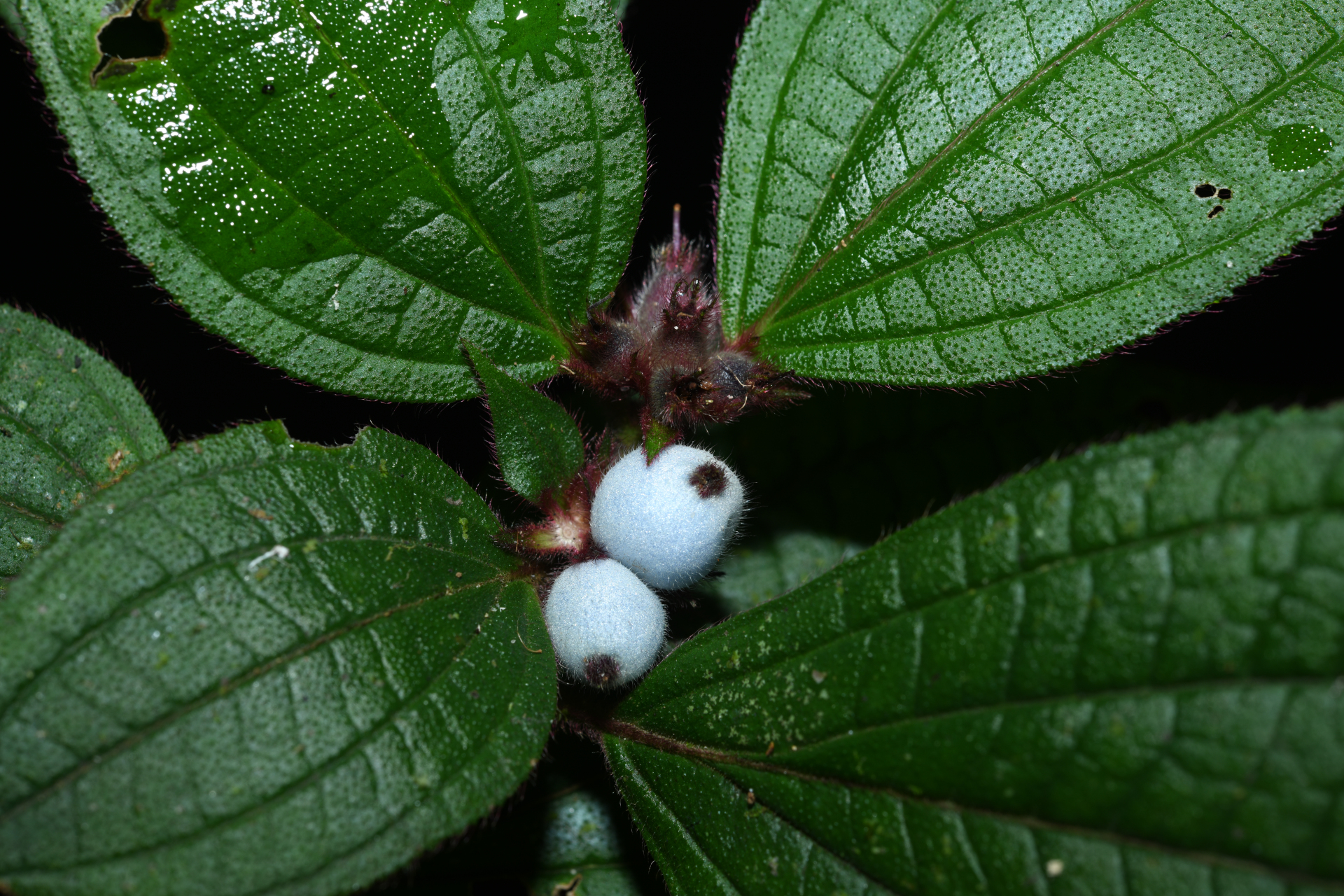 Miconia cephaloides Michelang. - Photo Bivouac Naturaliste