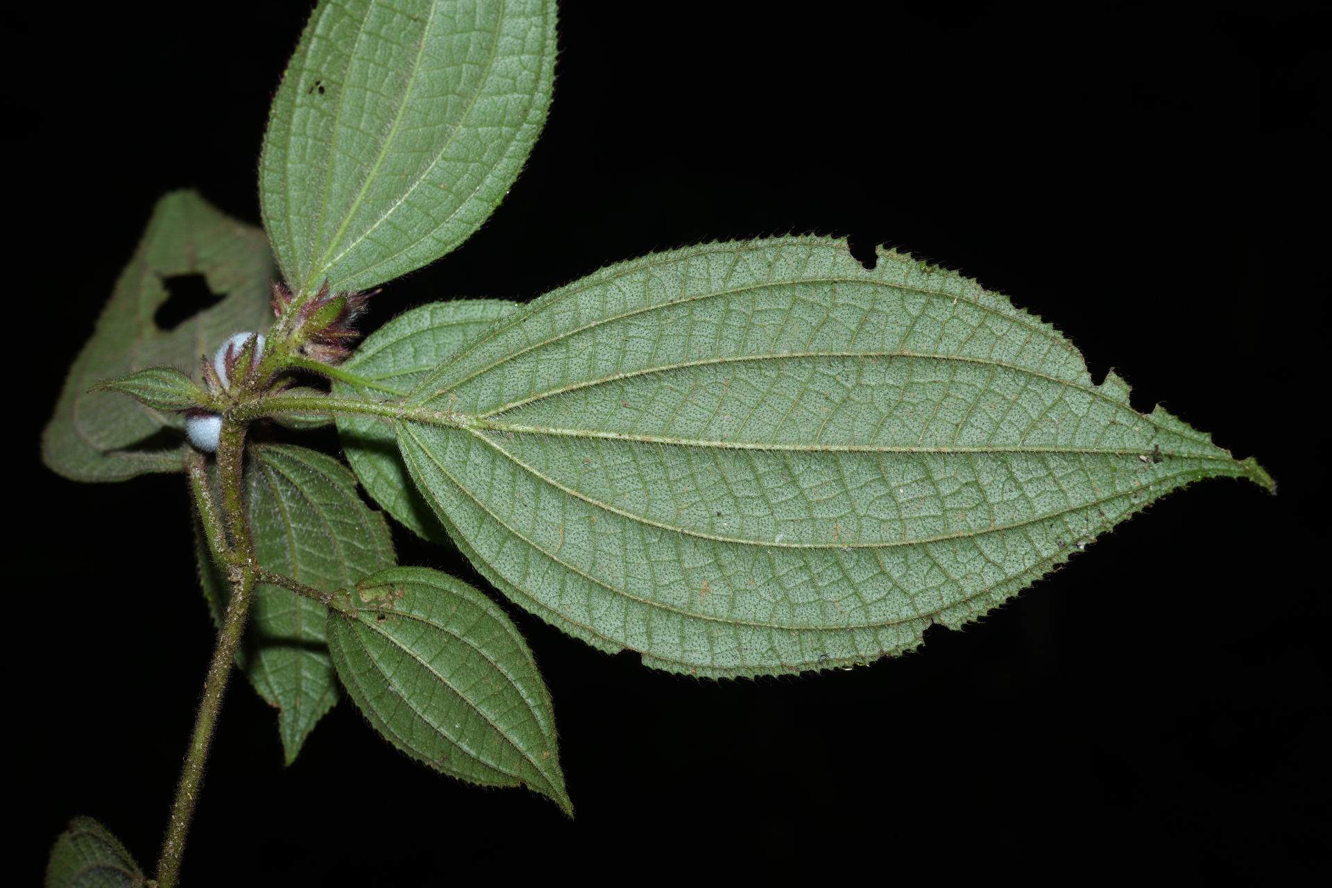 Miconia cephaloides Michelang. - Photo Bivouac Naturaliste