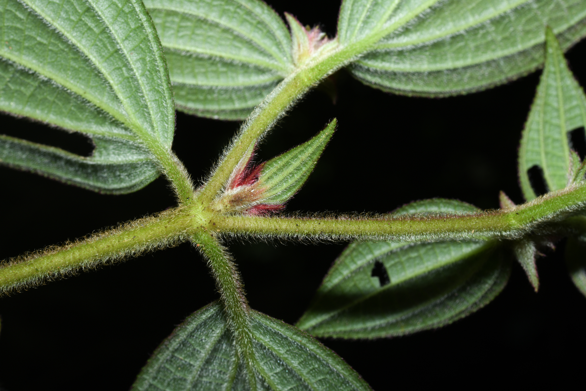 Miconia cephaloides Michelang. - Photo Bivouac Naturaliste