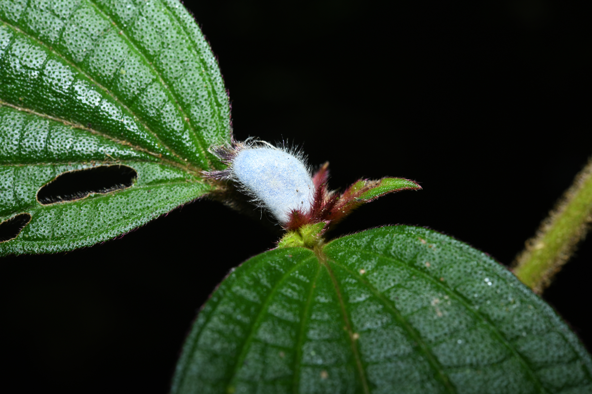 Miconia cephaloides Michelang. - Photo Bivouac Naturaliste