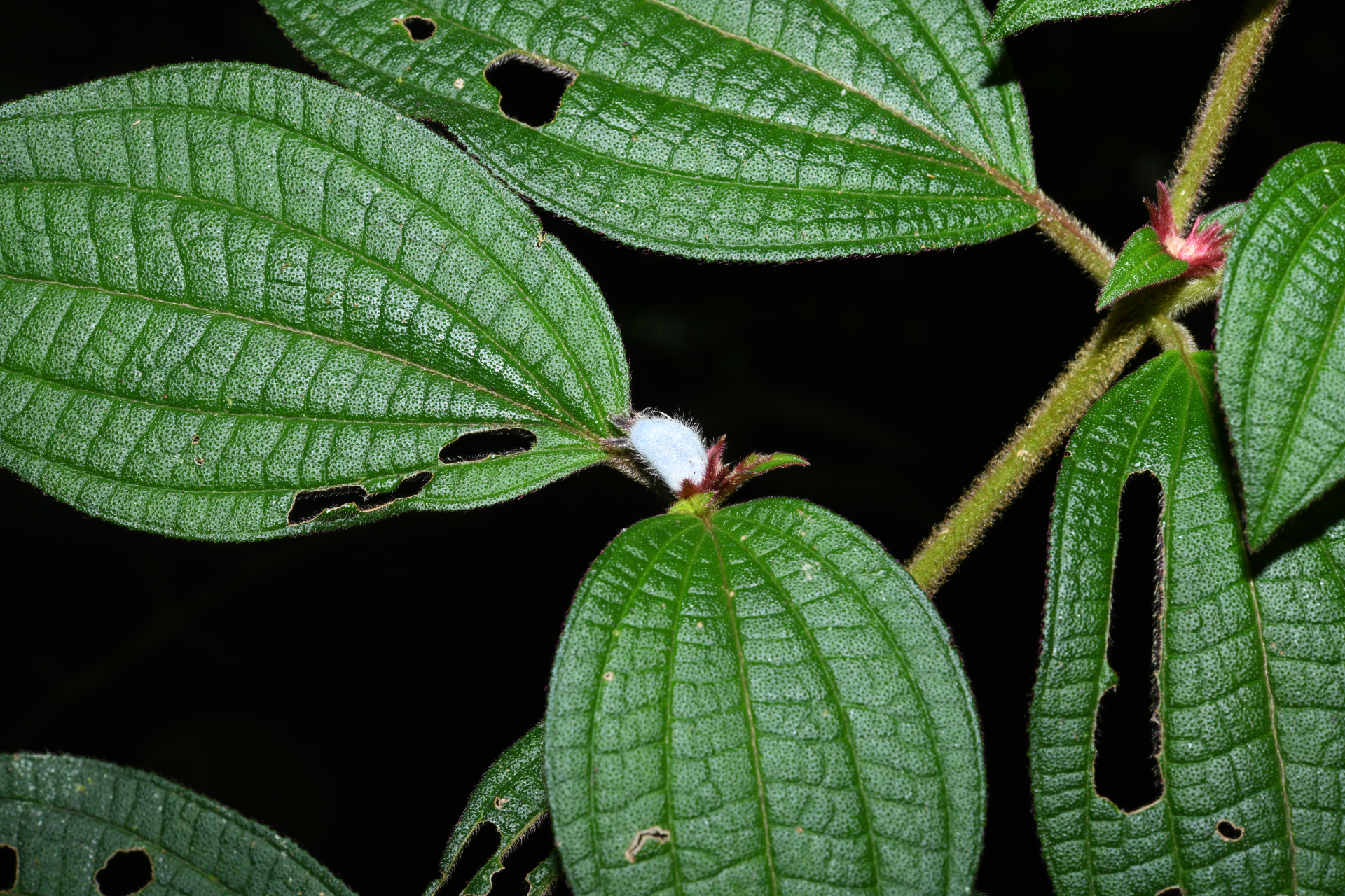 Miconia cephaloides Michelang. - Photo Bivouac Naturaliste