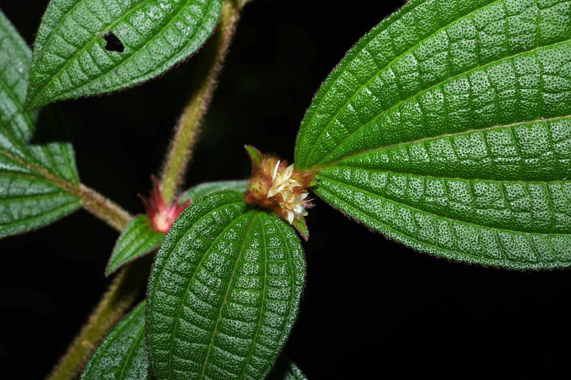 Miconia cephaloides Michelang. - Photo Bivouac Naturaliste