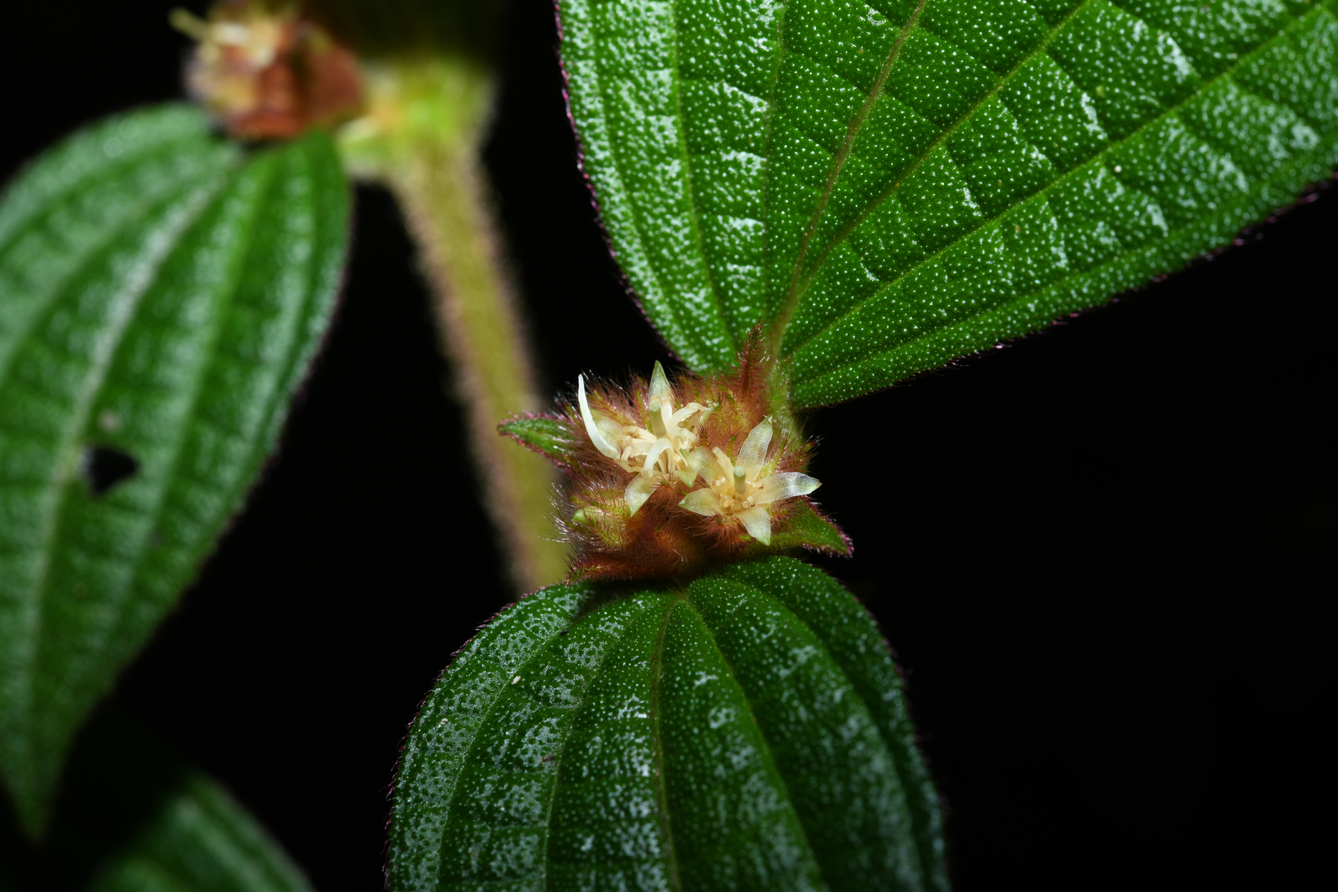 Miconia cephaloides Michelang. - Photo Bivouac Naturaliste