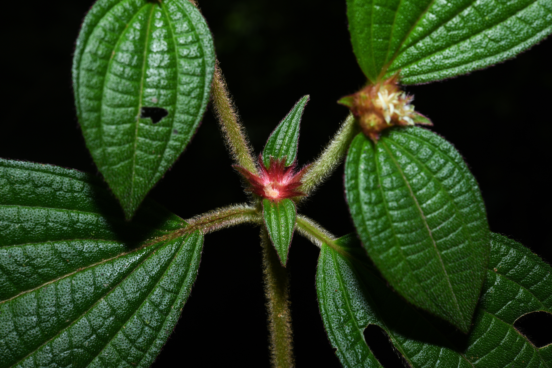 Miconia cephaloides Michelang. - Photo Bivouac Naturaliste