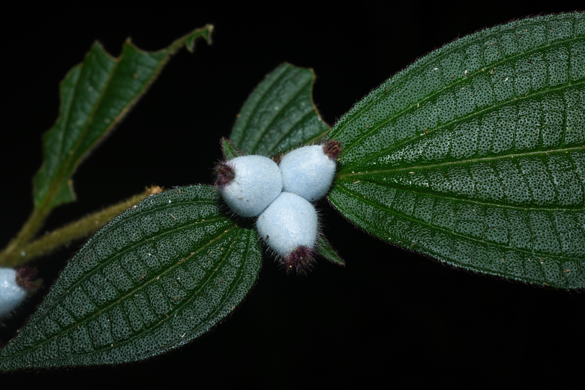 Miconia cephaloides Michelang. - Photo Bivouac Naturaliste