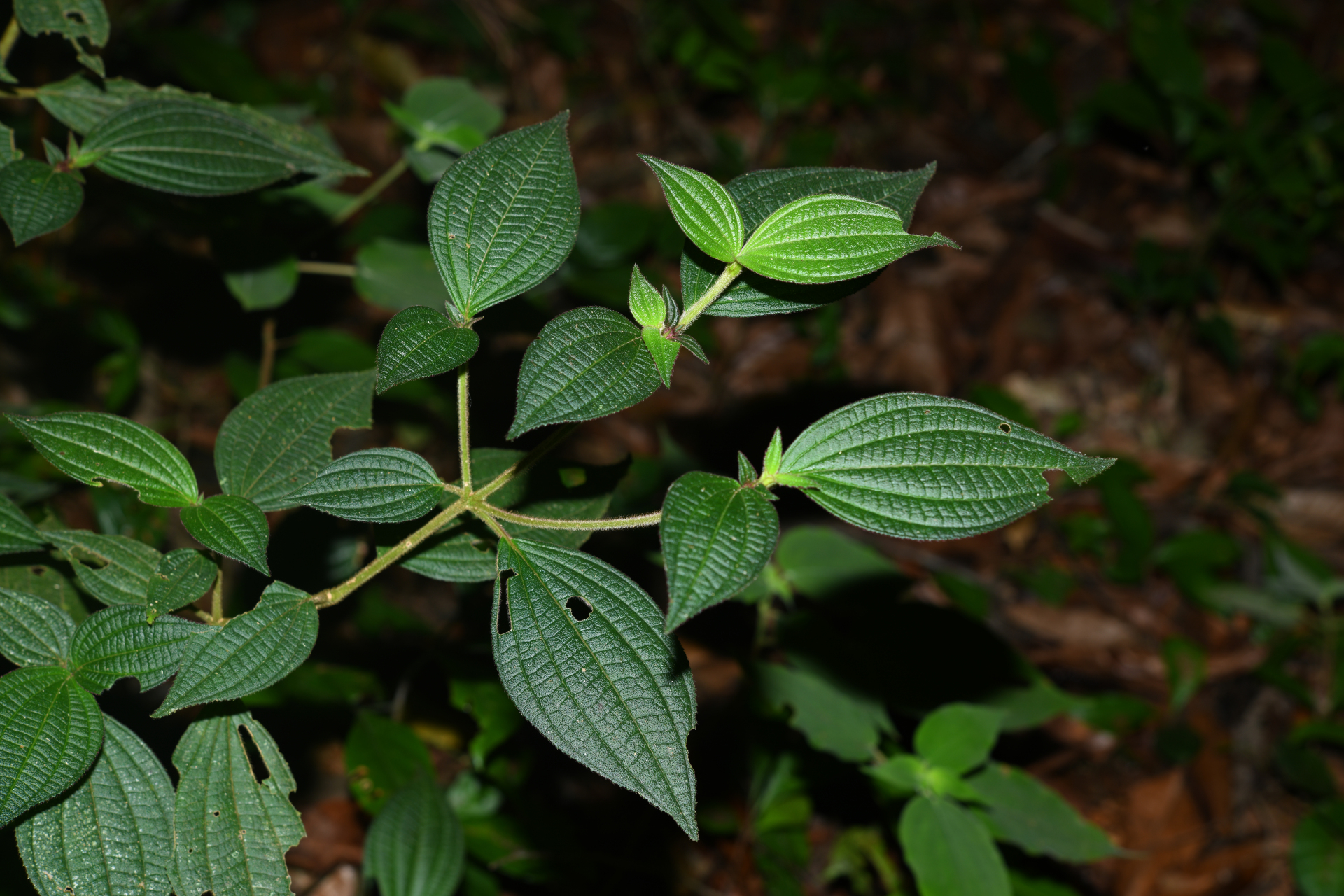 Miconia cephaloides Michelang. - Photo Bivouac Naturaliste