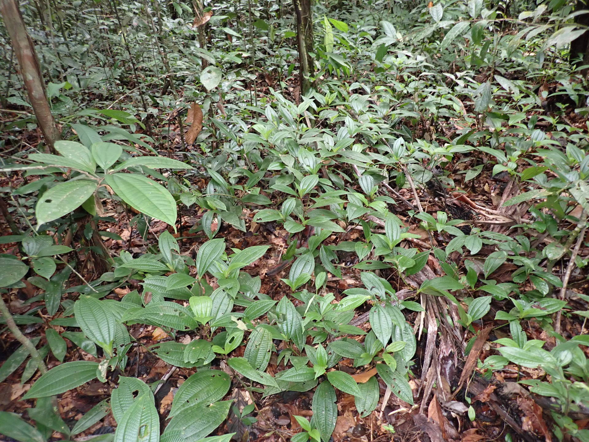 Miconia conglomerata (DC.) Michelang. - Photo Bivouac Naturaliste