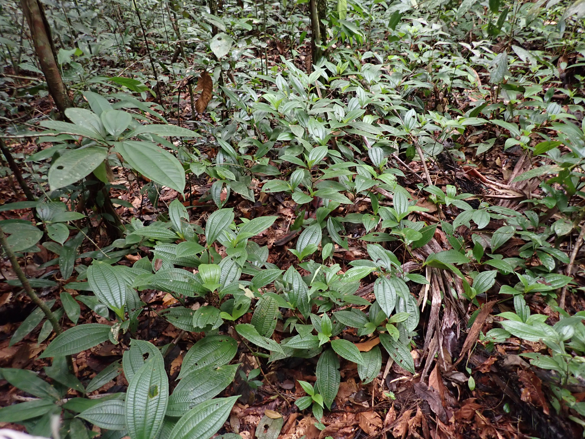 Miconia conglomerata (DC.) Michelang. - Photo Bivouac Naturaliste