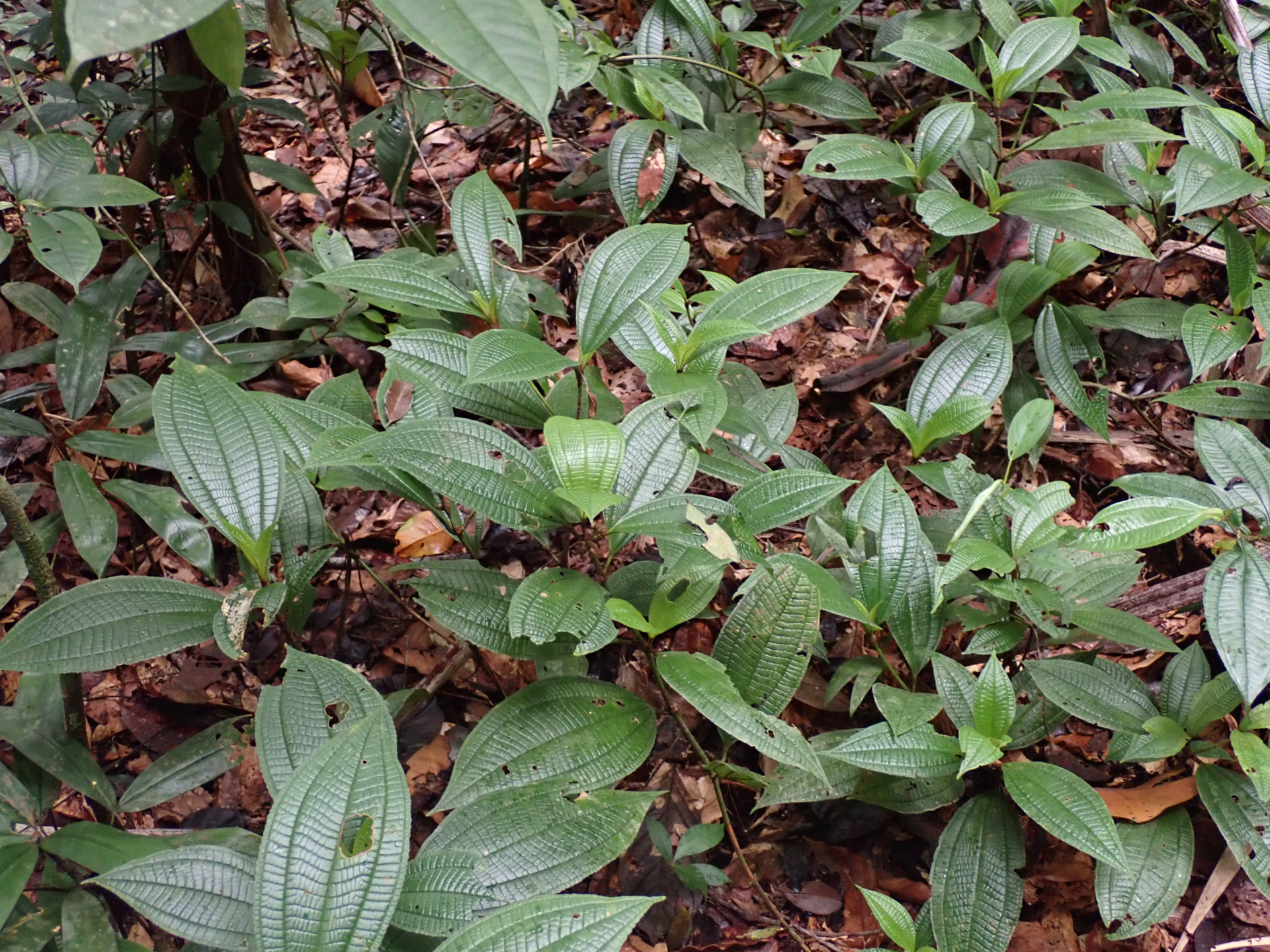 Miconia conglomerata (DC.) Michelang. - Photo Bivouac Naturaliste