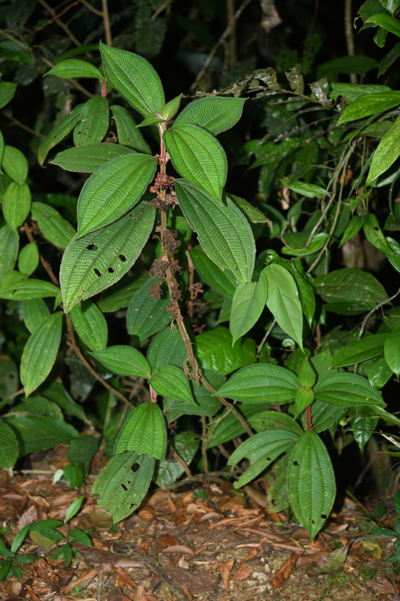 Miconia coarctiflora (Wurdack) Ocampo & Almeda - Photo Bivouac Naturaliste