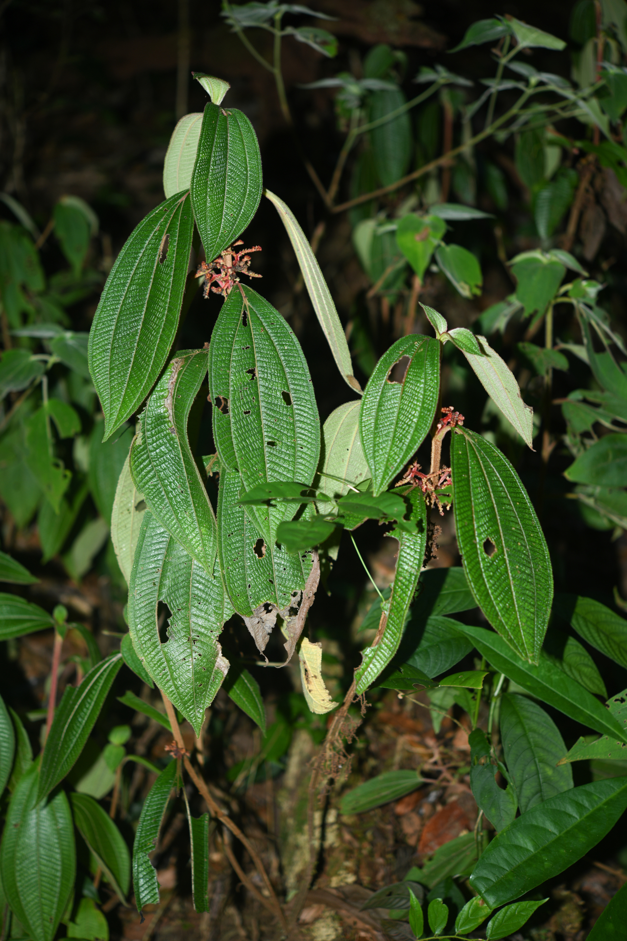 Miconia coarctiflora (Wurdack) Ocampo & Almeda - Photo Bivouac Naturaliste