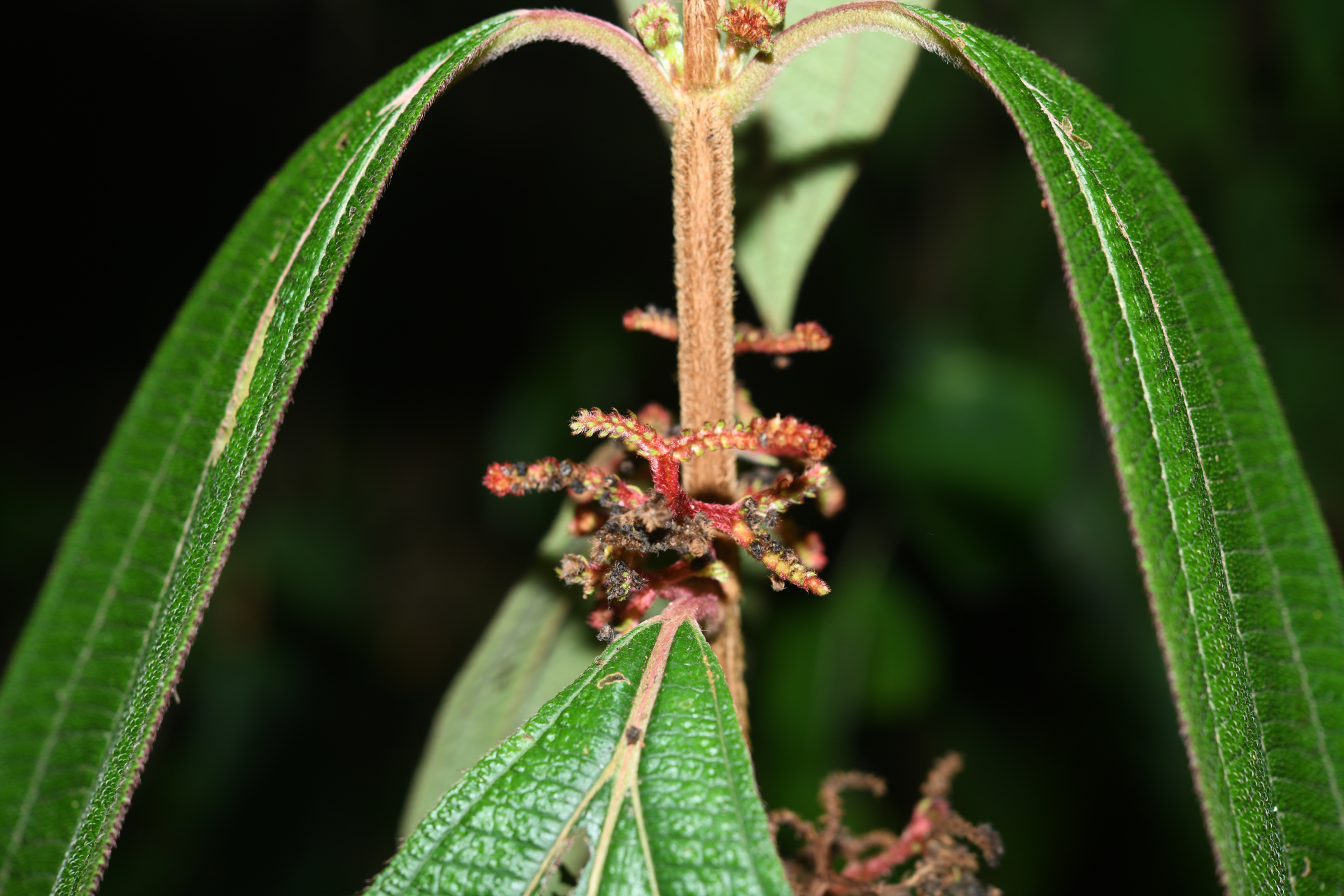 Miconia coarctiflora (Wurdack) Ocampo & Almeda - Photo Bivouac Naturaliste