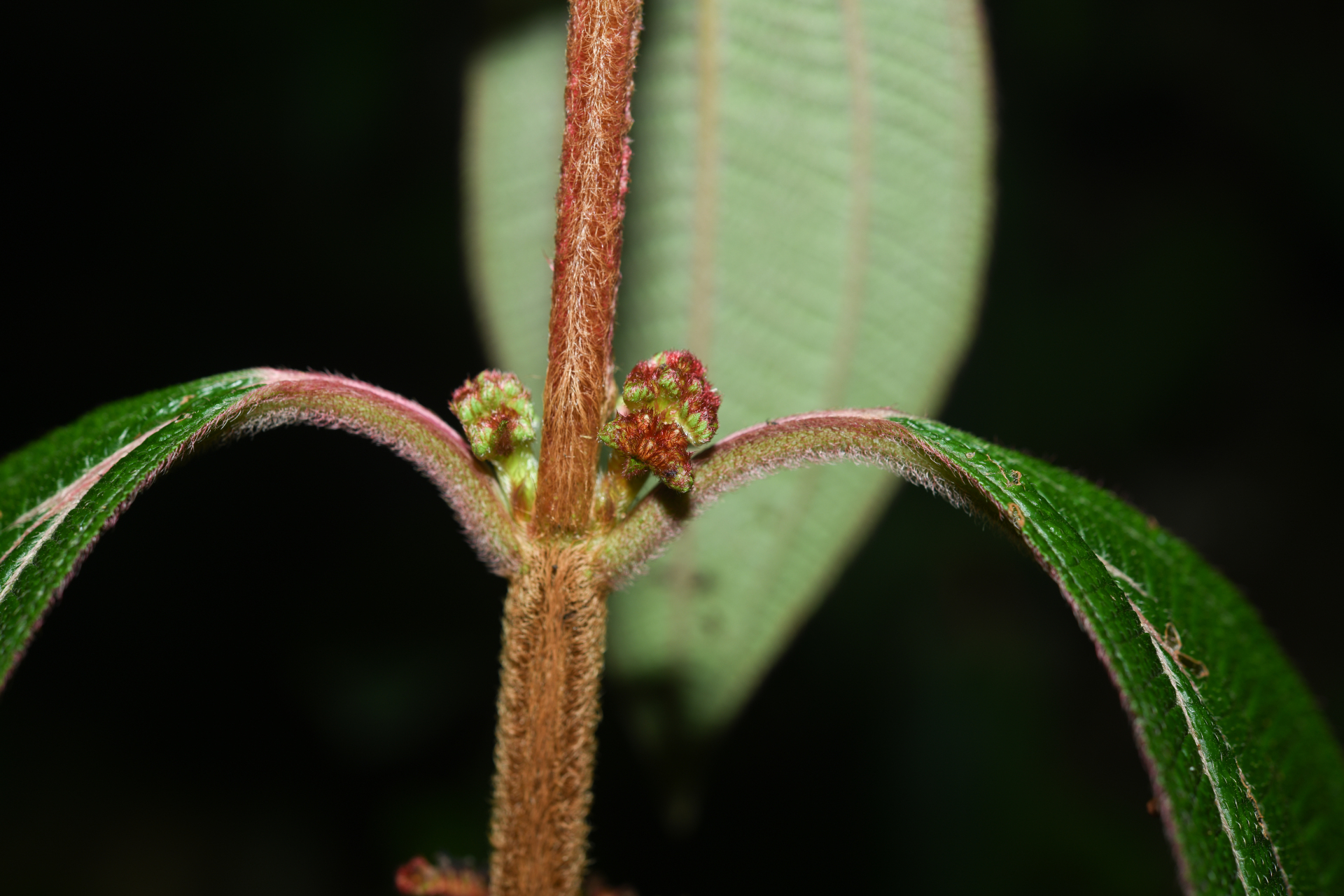 Miconia coarctiflora (Wurdack) Ocampo & Almeda - Photo Bivouac Naturaliste