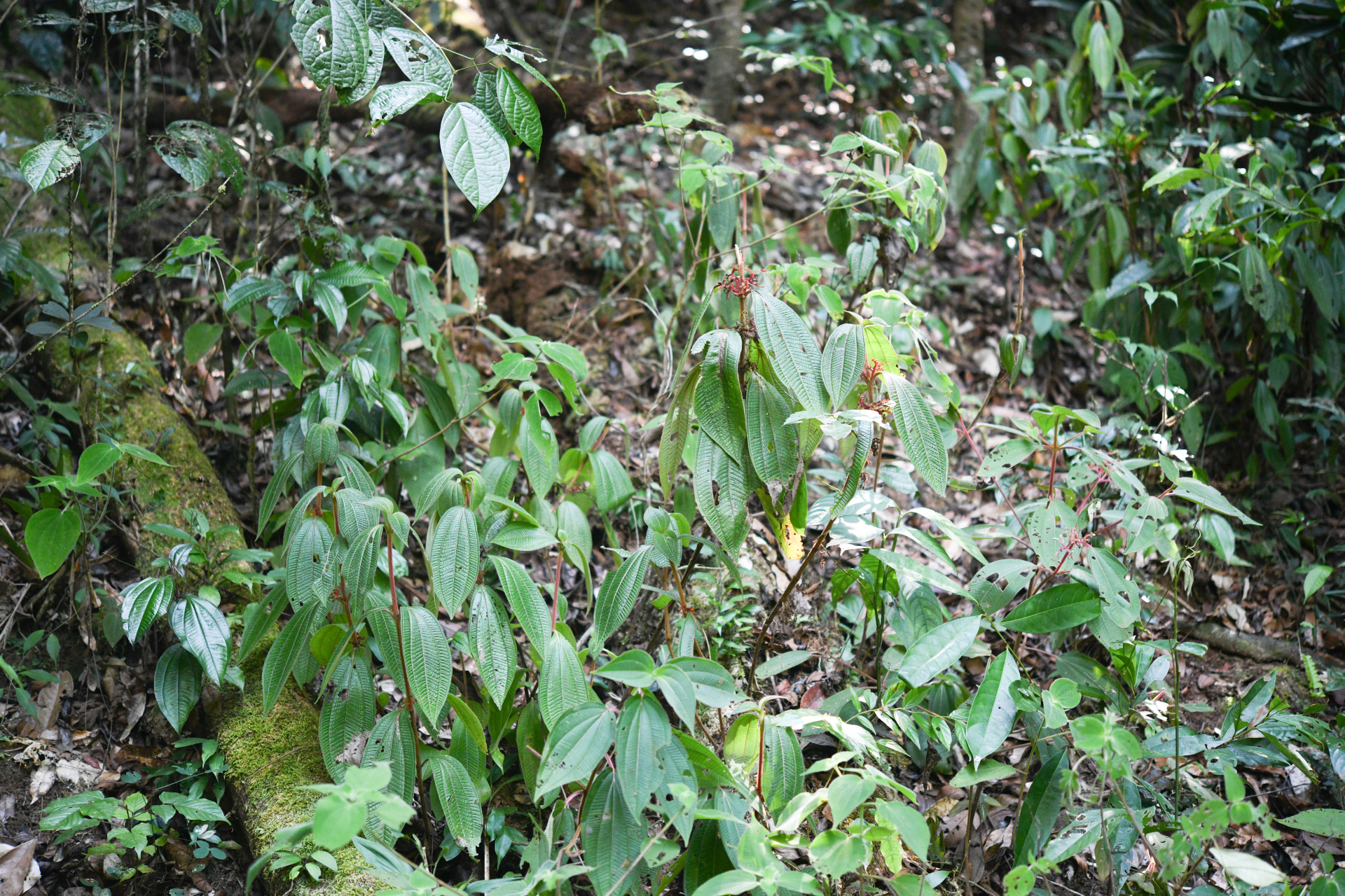 Miconia coarctiflora (Wurdack) Ocampo & Almeda - Photo Bivouac Naturaliste