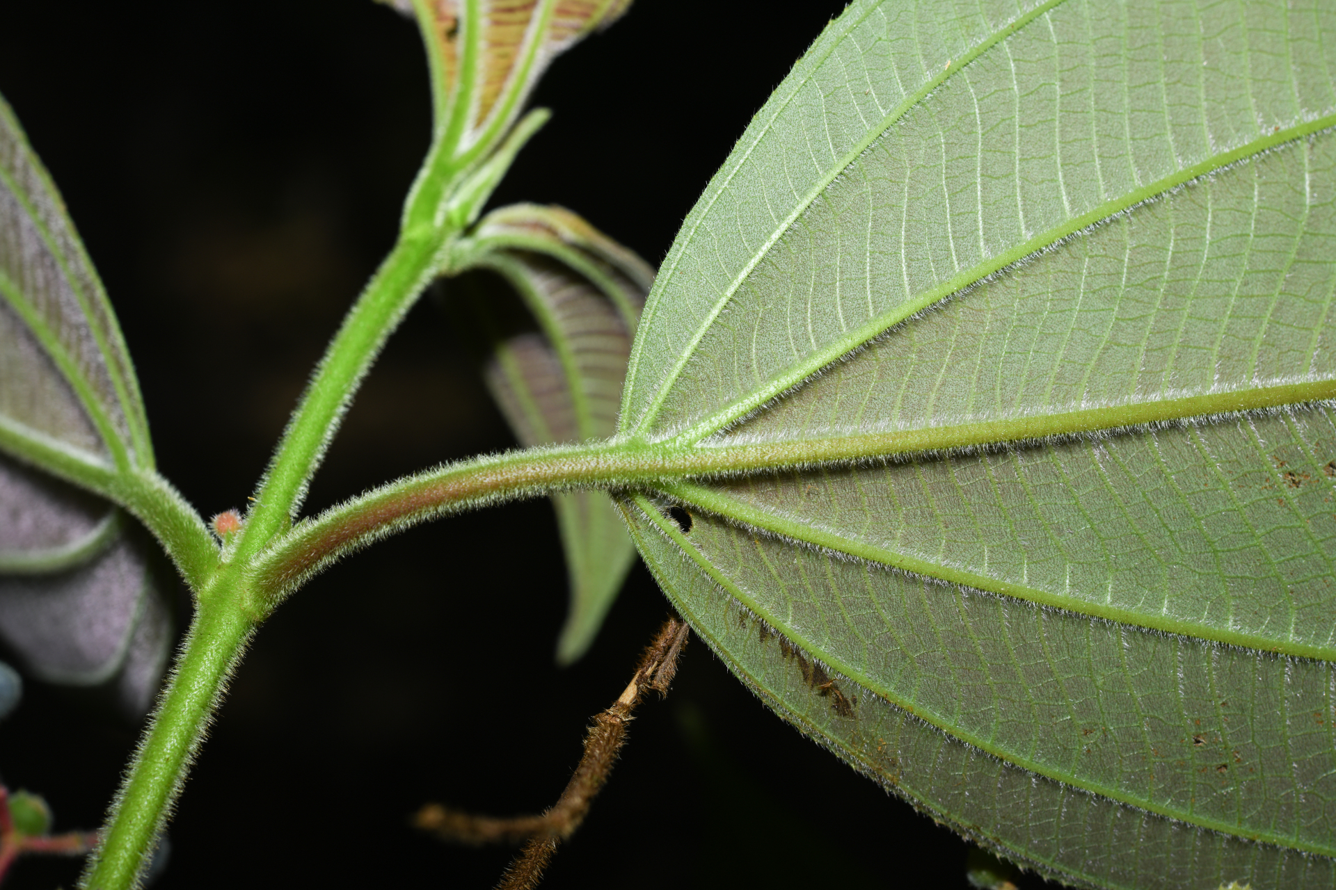 Miconia asperiuscula (DC.) R.Goldenb. - Photo Bivouac Naturaliste
