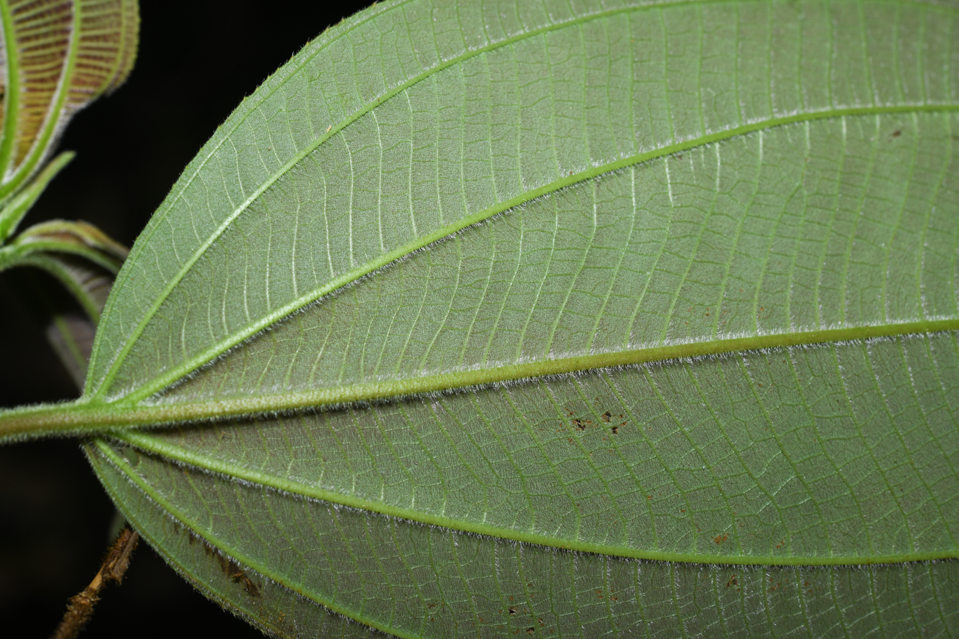 Miconia asperiuscula (DC.) R.Goldenb. - Photo Bivouac Naturaliste