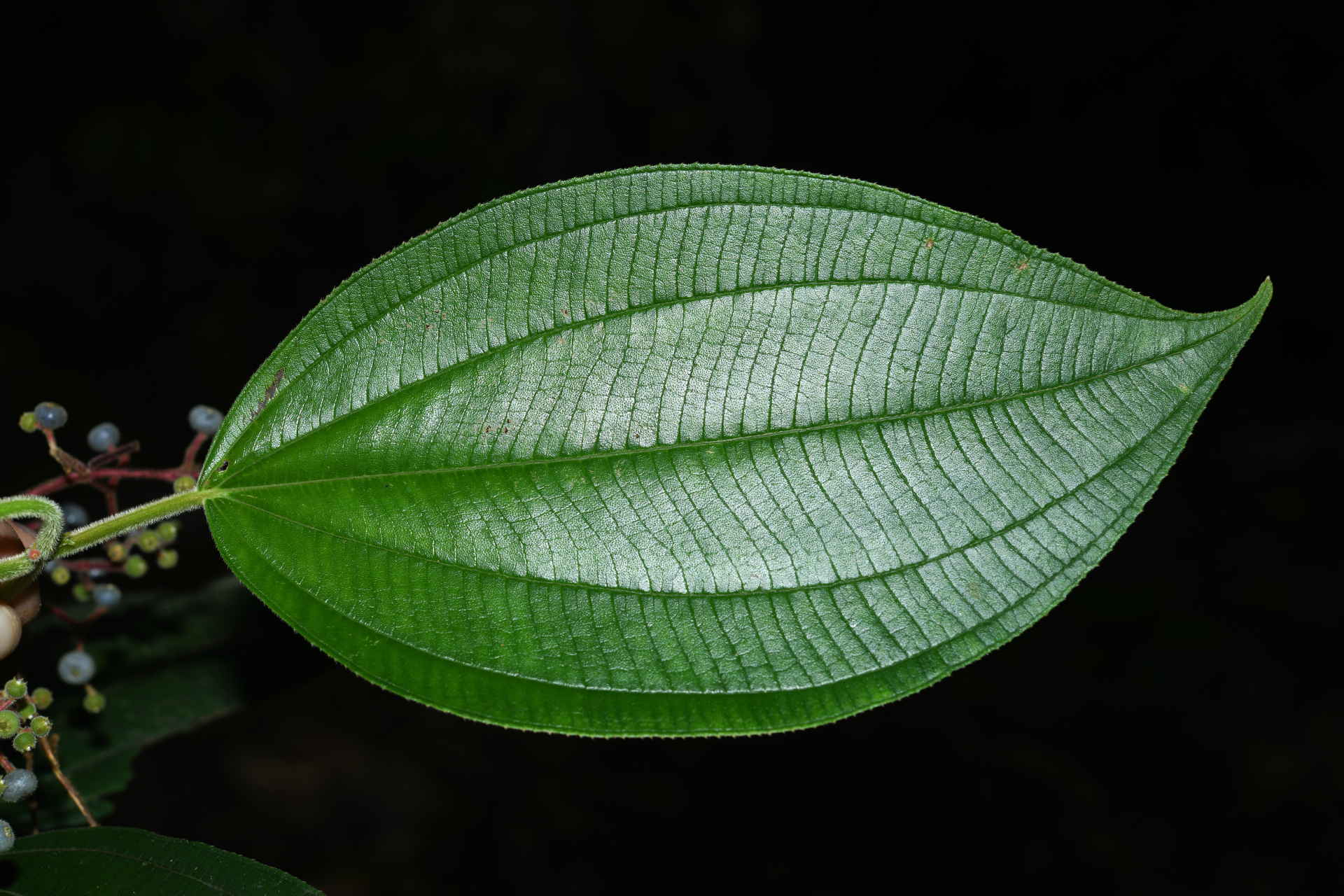 Miconia asperiuscula (DC.) R.Goldenb. - Photo Bivouac Naturaliste