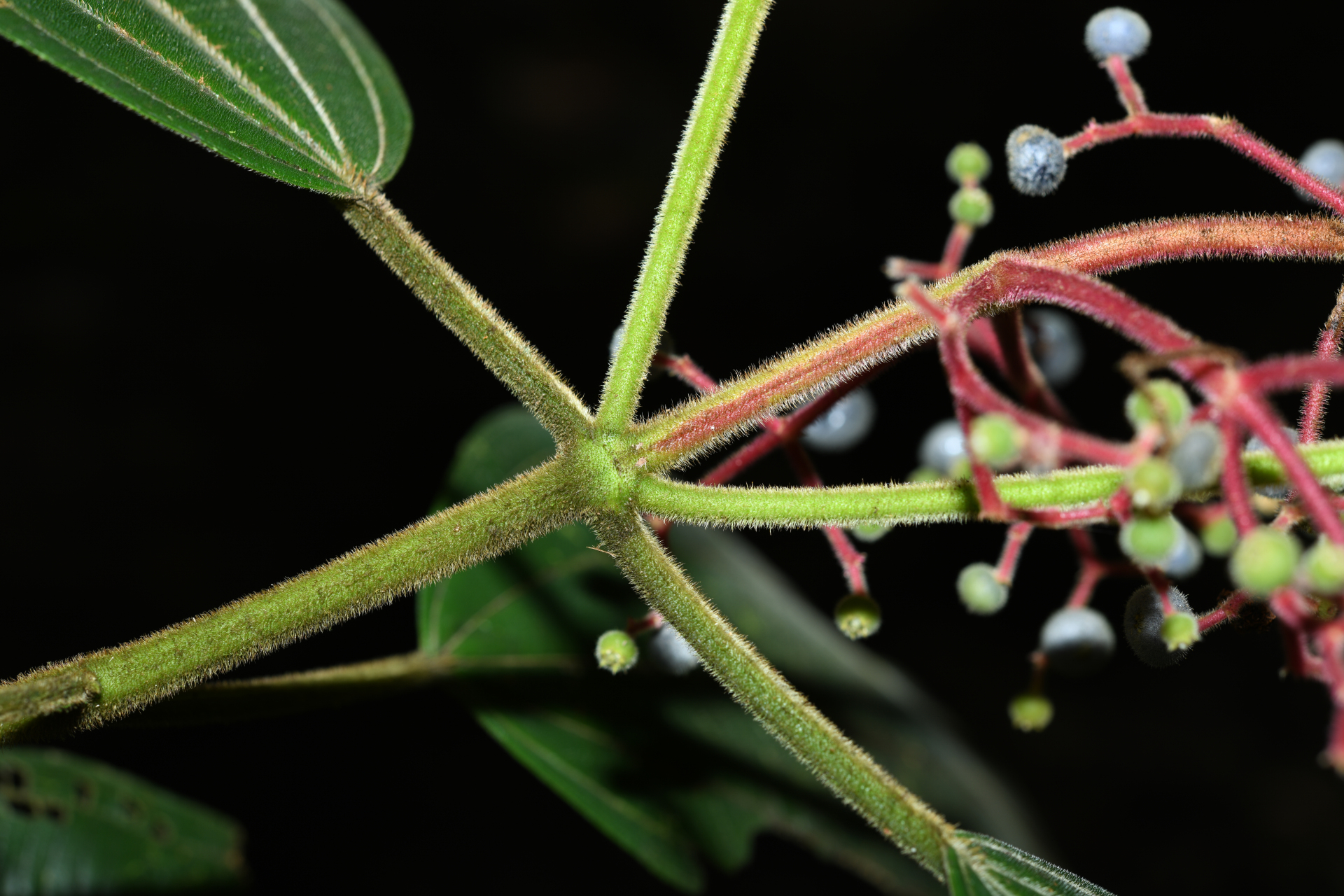Miconia asperiuscula (DC.) R.Goldenb. - Photo Bivouac Naturaliste