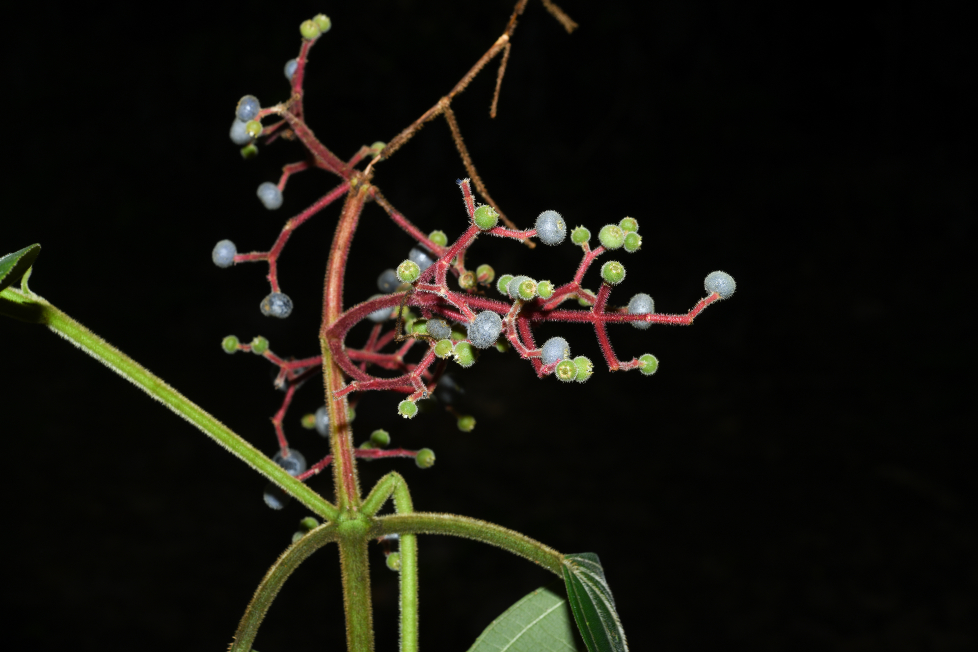 Miconia asperiuscula (DC.) R.Goldenb. - Photo Bivouac Naturaliste