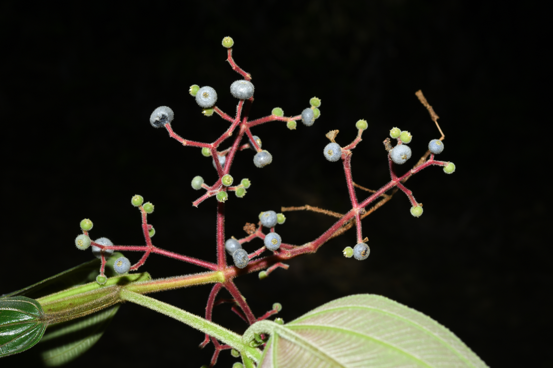 Miconia asperiuscula (DC.) R.Goldenb. - Photo Bivouac Naturaliste