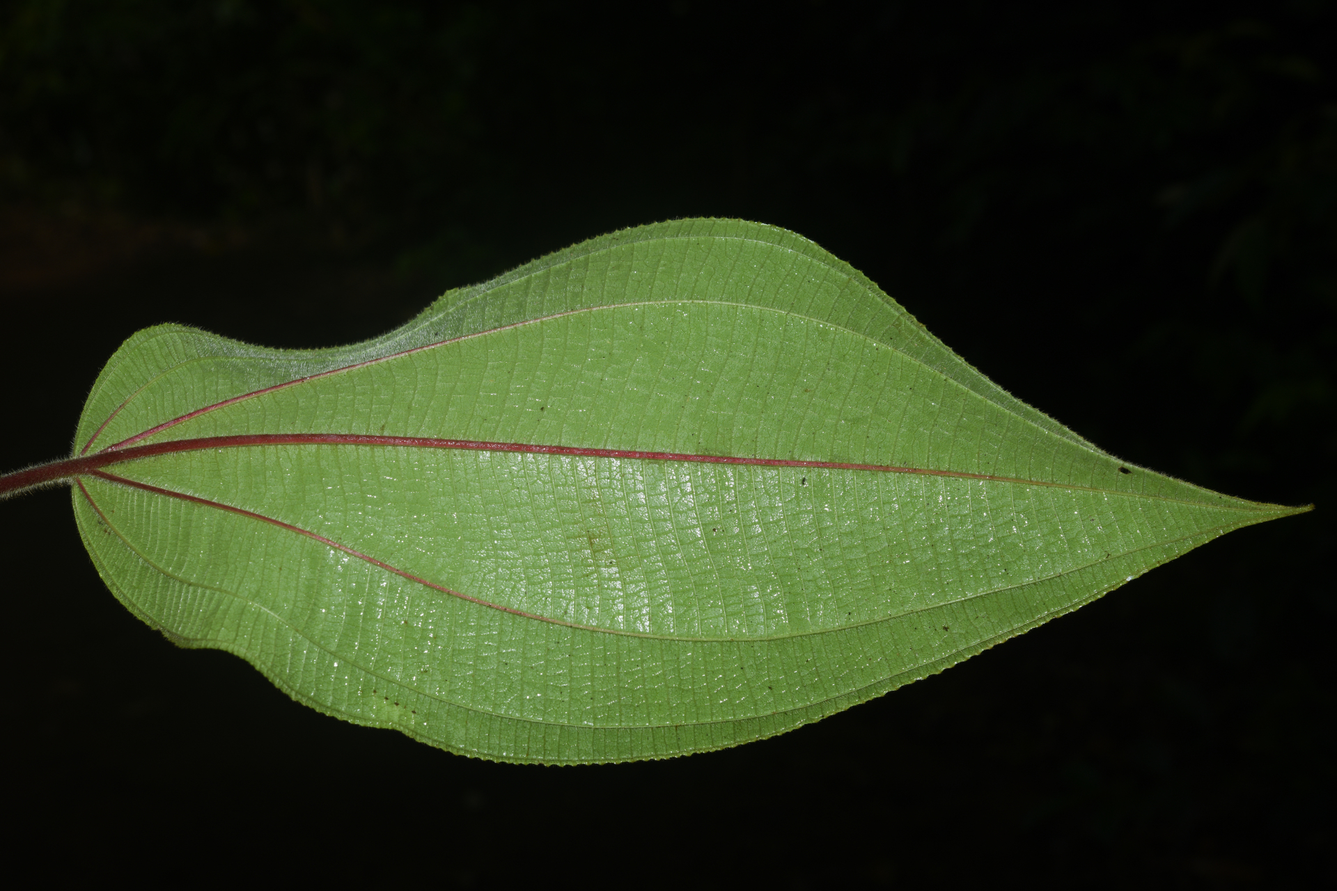 Miconia asperiuscula (DC.) R.Goldenb. - Photo Bivouac Naturaliste