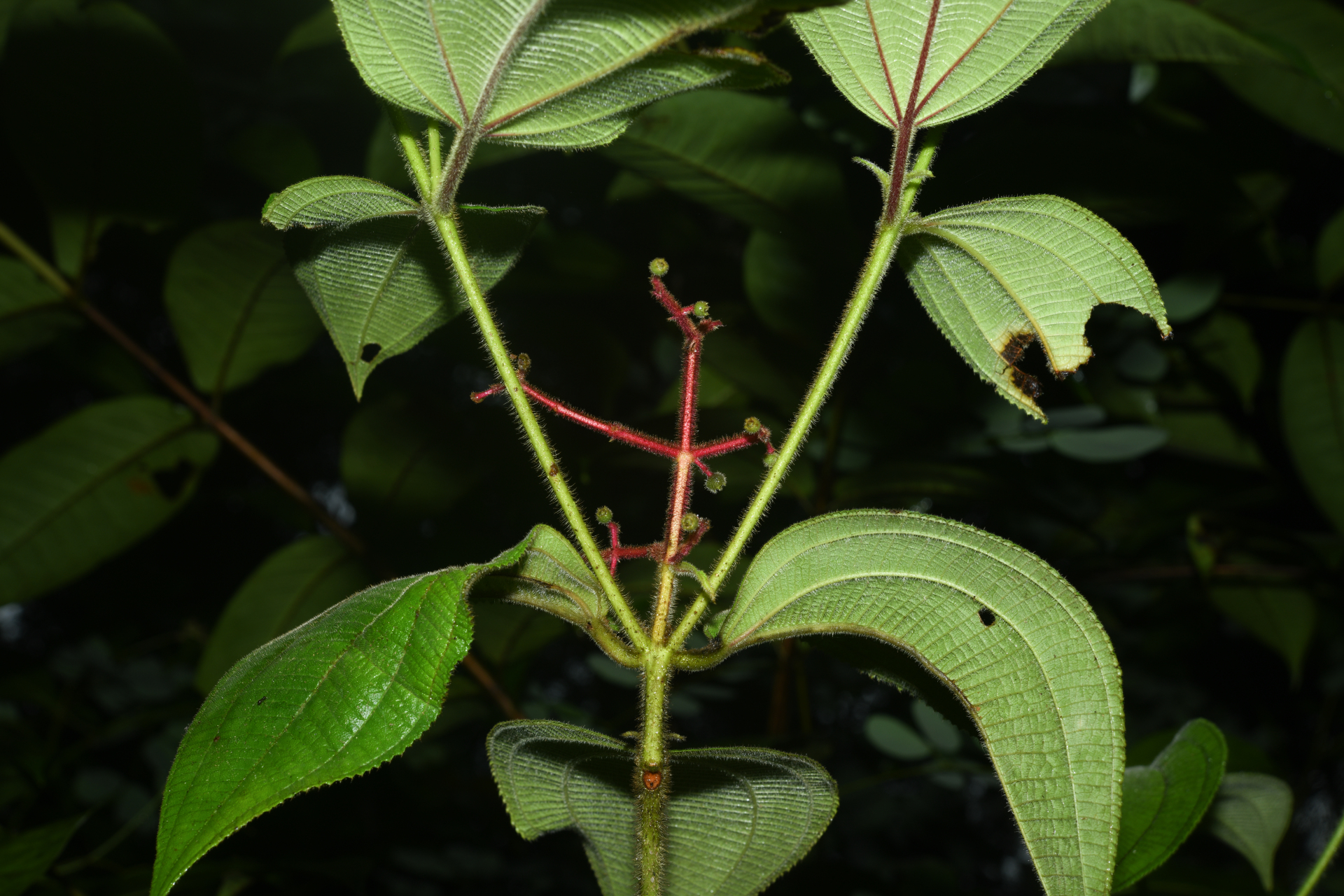 Miconia asperiuscula (DC.) R.Goldenb. - Photo Bivouac Naturaliste
