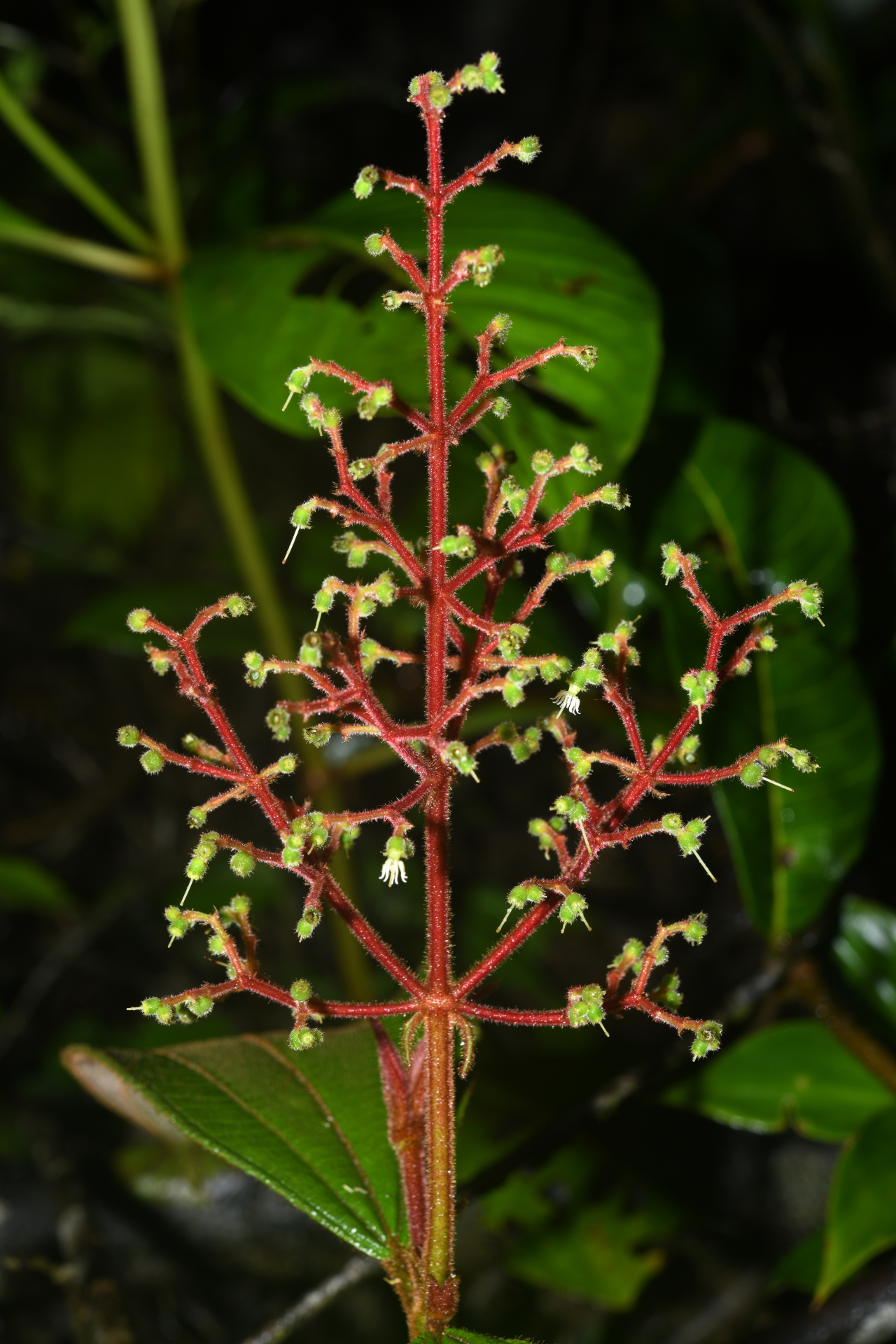 Miconia asperiuscula (DC.) R.Goldenb. - Photo Bivouac Naturaliste