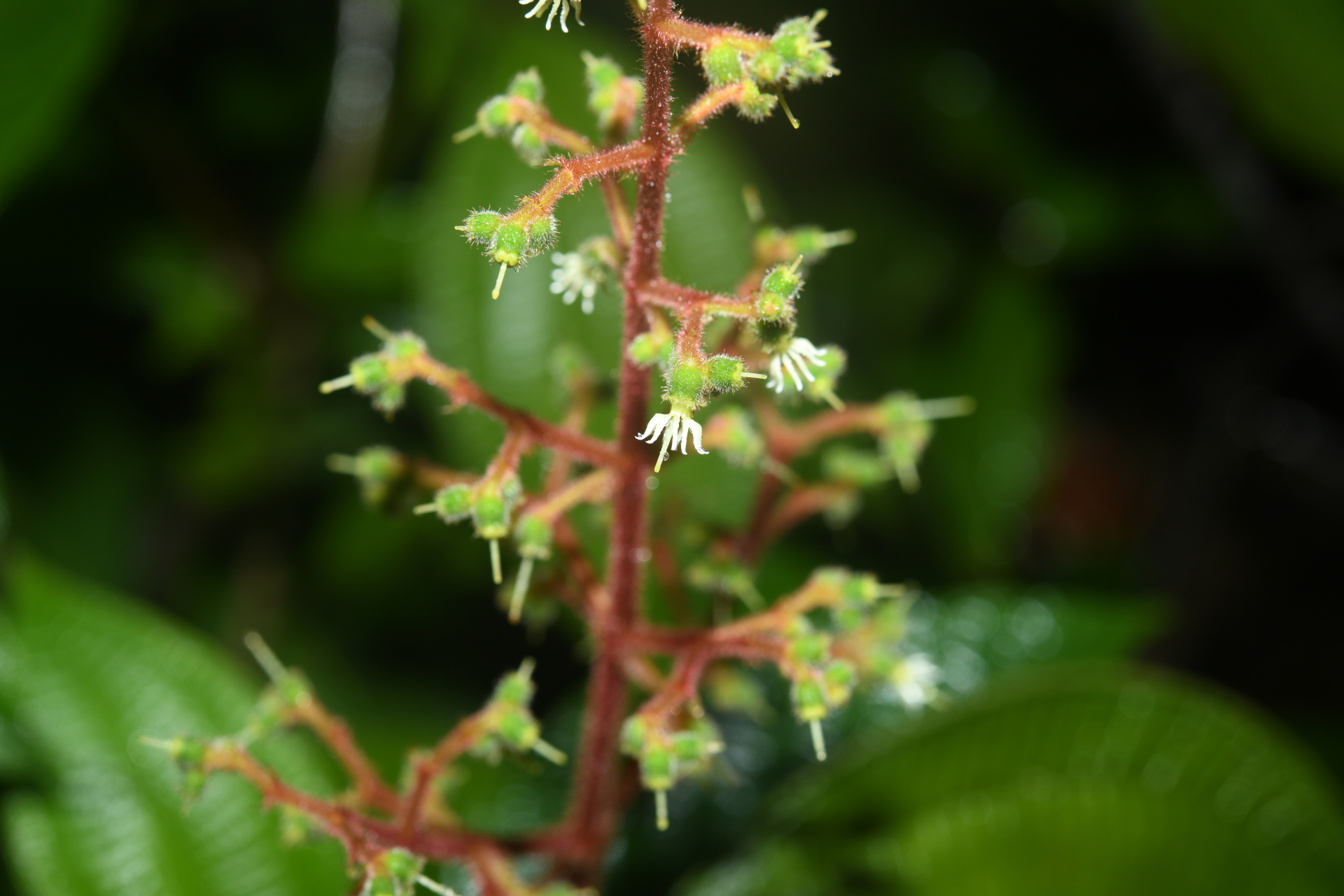 Miconia asperiuscula (DC.) R.Goldenb. - Photo Bivouac Naturaliste